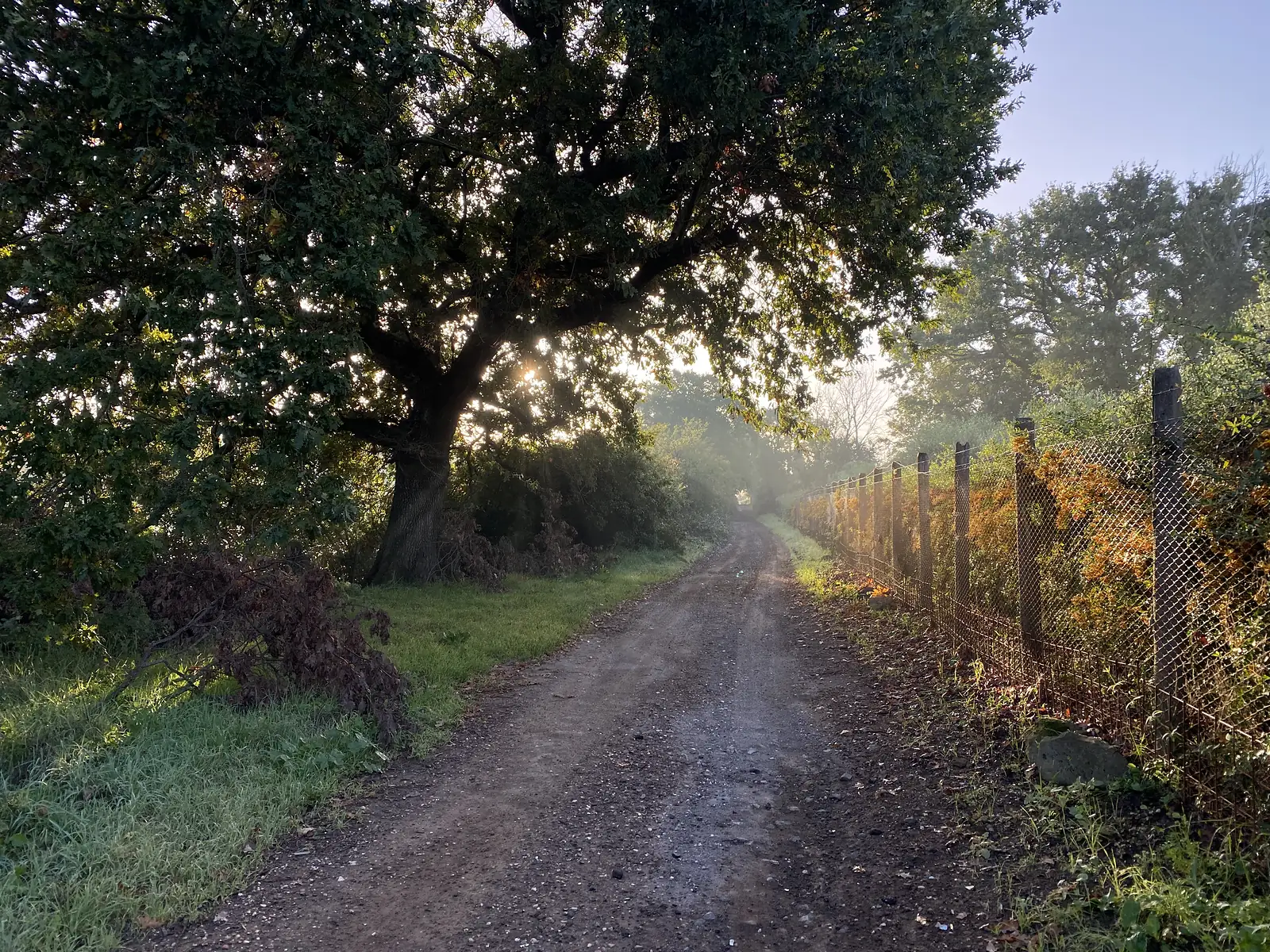 A wide oak spreads its canopy over an unpaved farm track running alongside a wire fence, morning mist softening the trees beyond.