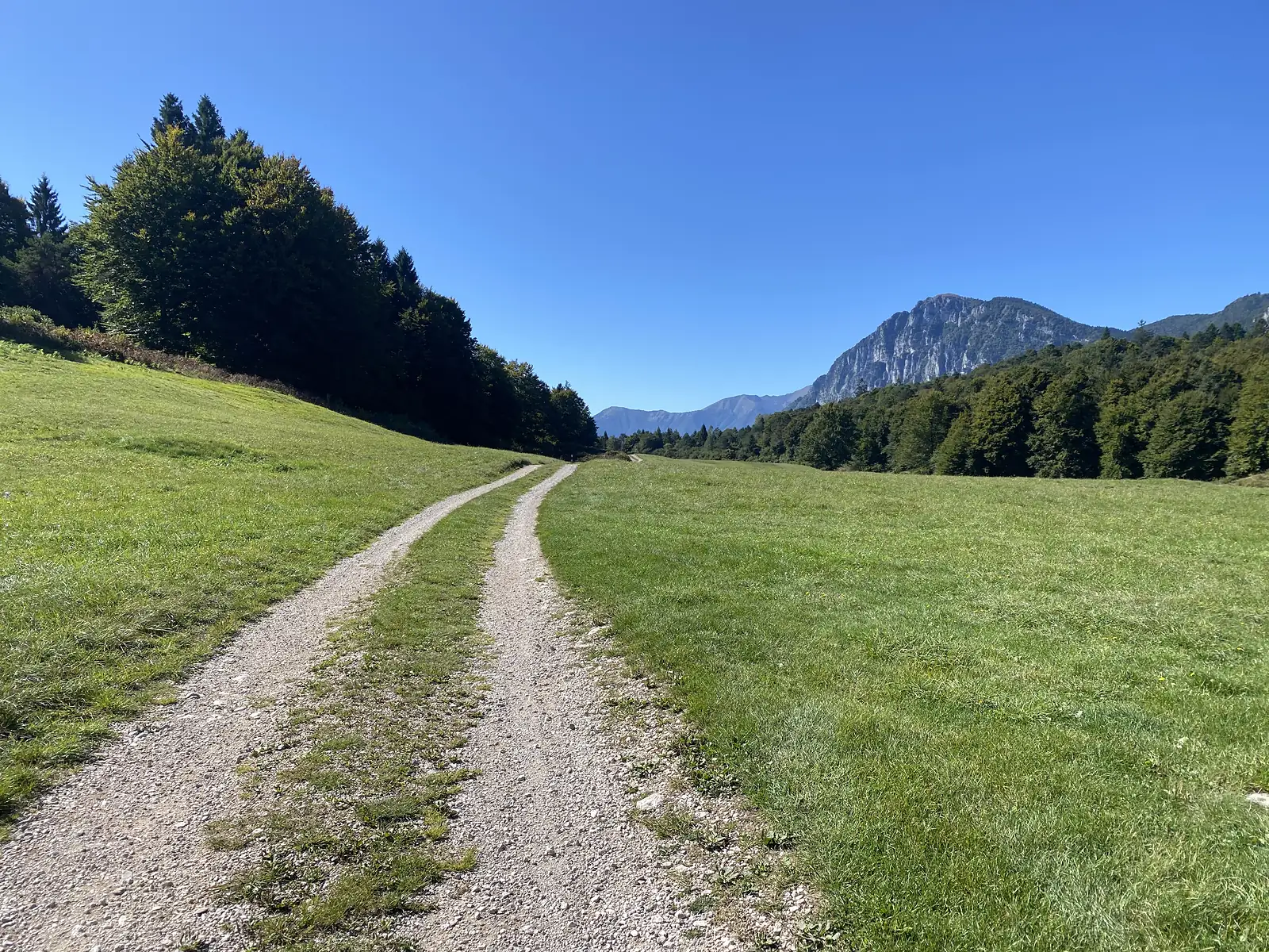 A twin-rut gravel track crosses a wide green meadow towards conifer woods, with a rocky peak beyond.