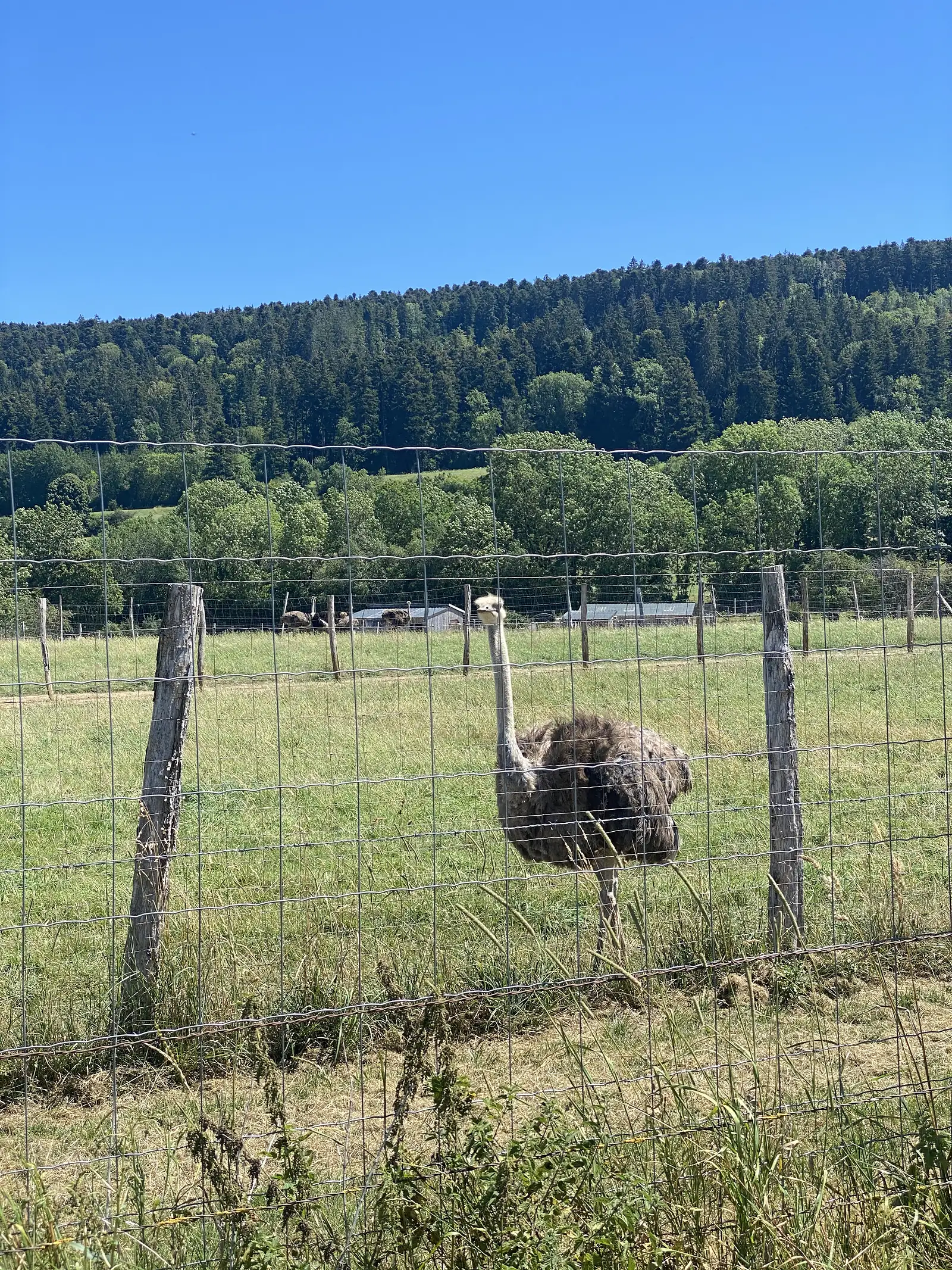 An ostrich stretches its neck towards a wire stock fence in a grassy paddock, more ostriches and farm buildings visible behind it.