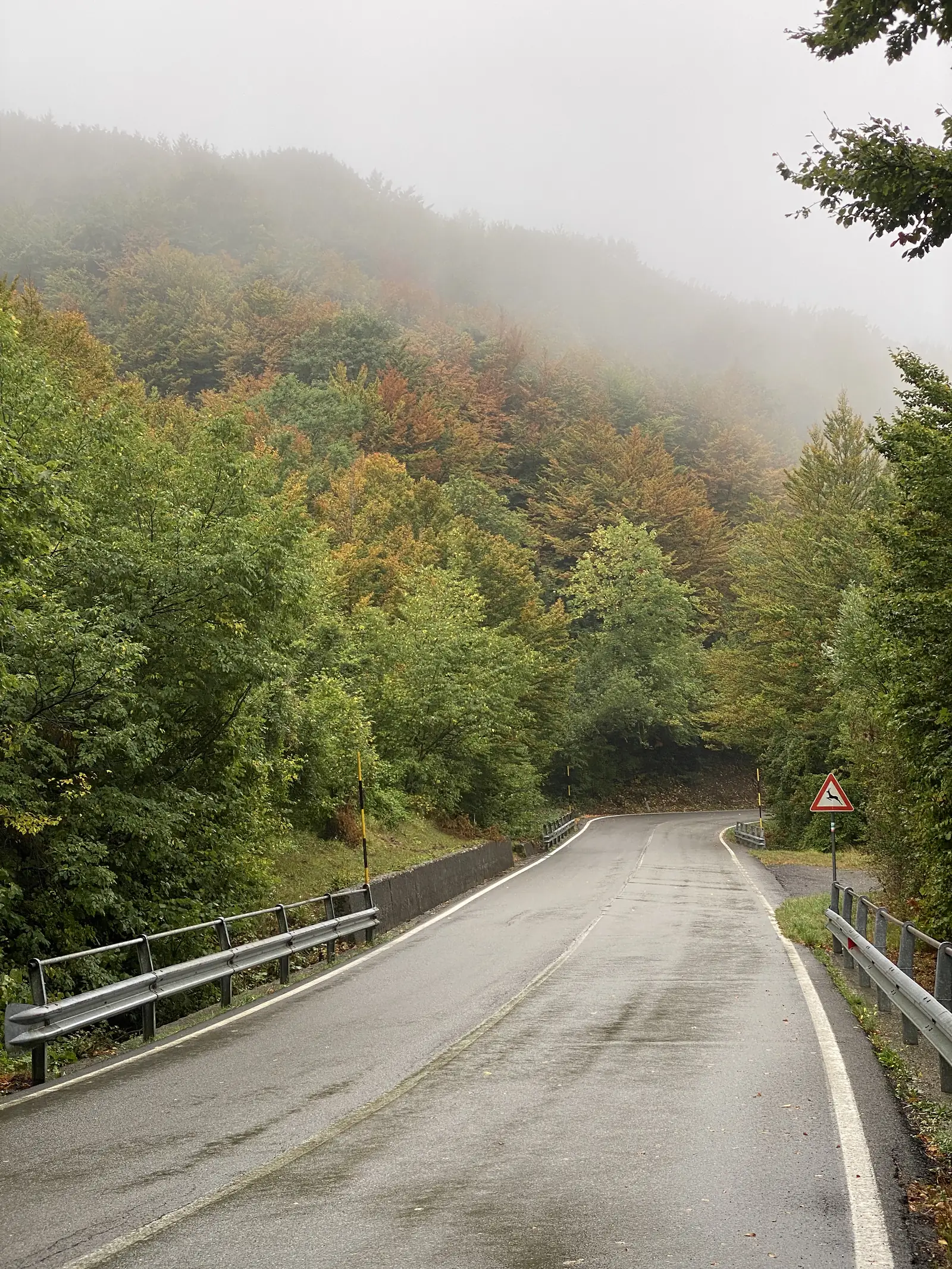 A wet tarmac road bends through mist-shrouded forest past a crash barrier and a triangular sign warning of deer crossing.