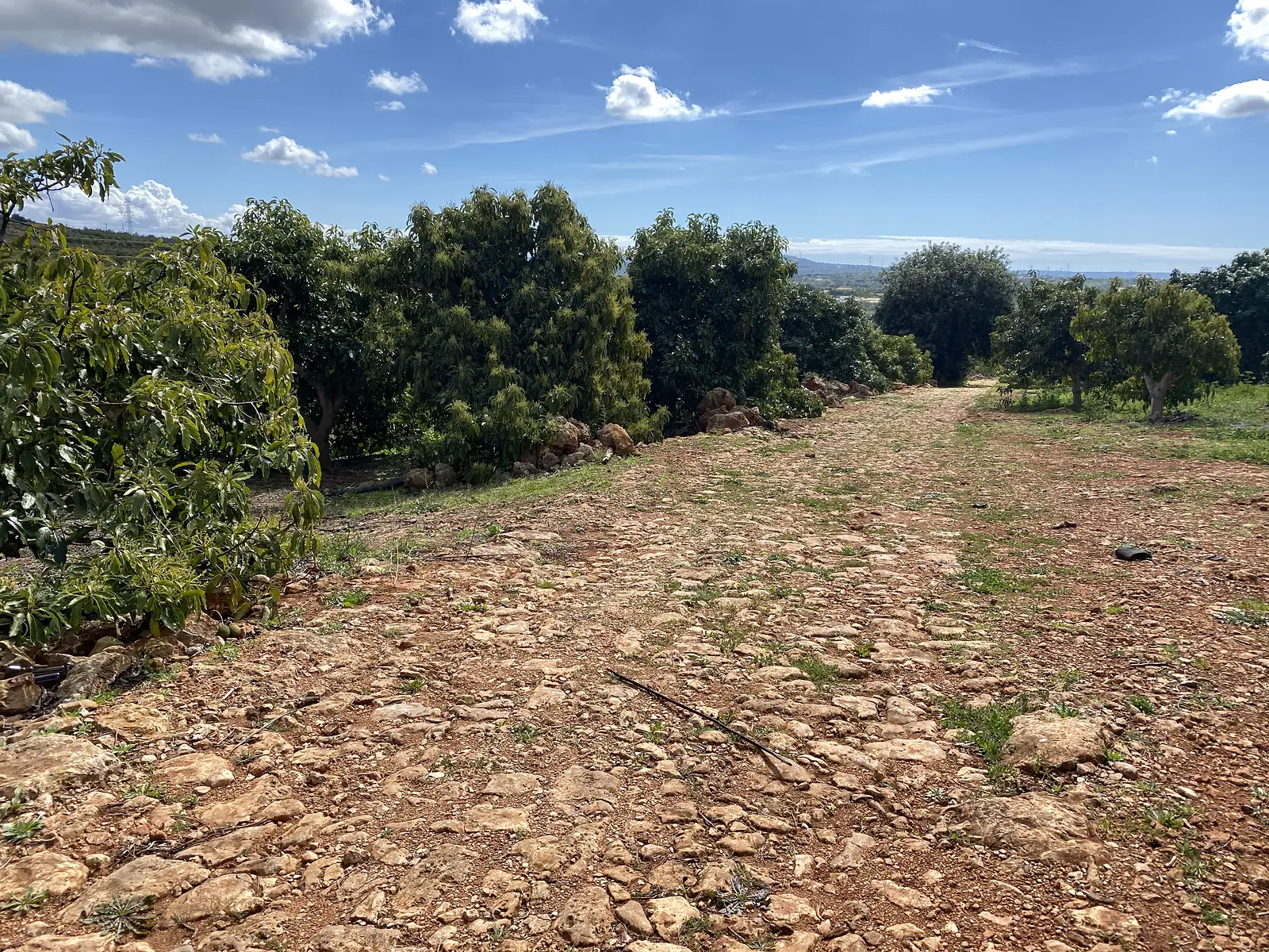 Bare, stony track of red earth and broken limestone running between rows of broad-leaved orchard trees, with a flat plain and distant blue hills showing through the gap ahead.