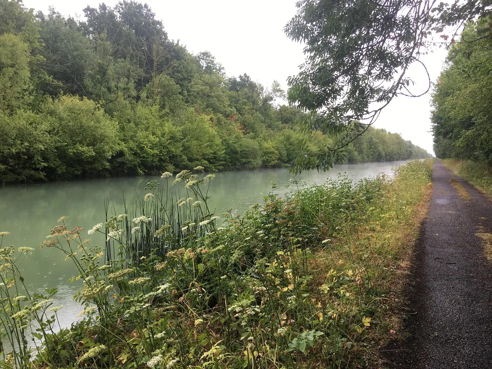 Wild cow parsley and reeds fringe a misty, tree-lined canal, with a tarmac towpath running along the near bank.