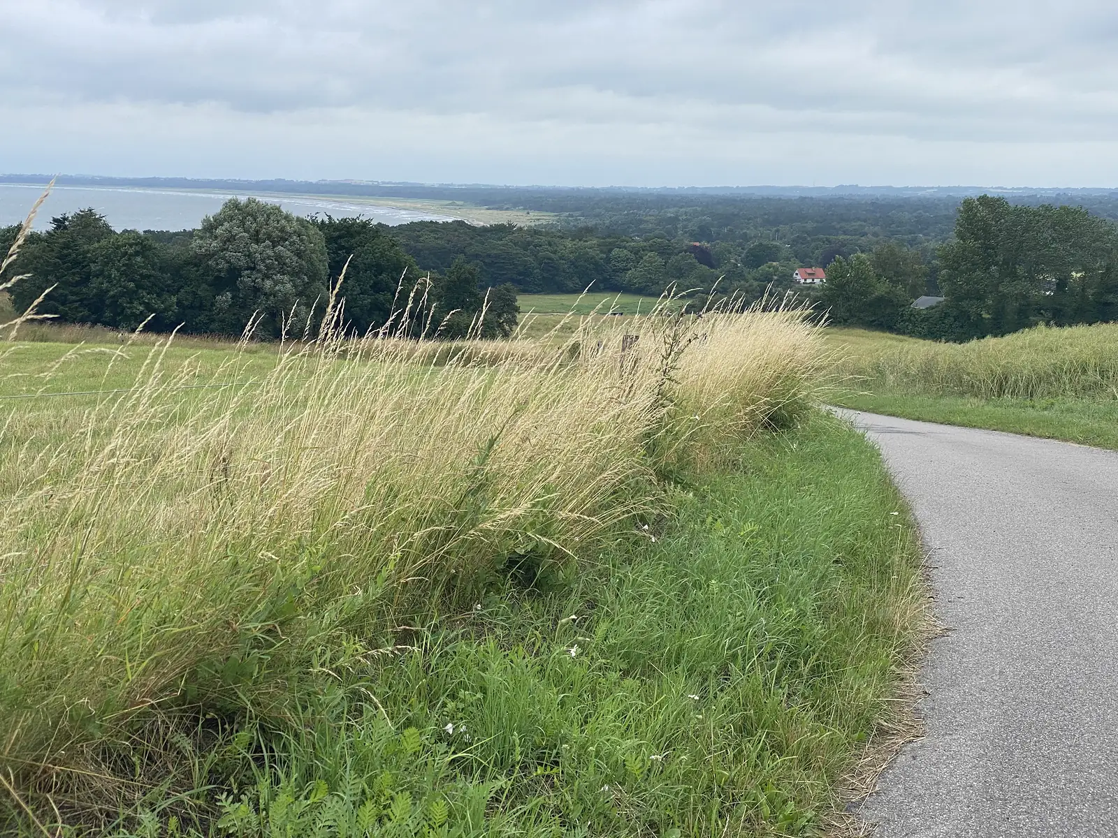 A narrow lane curving downhill past seed-headed grass verges, looking over woods and fields to a wide shallow bay.