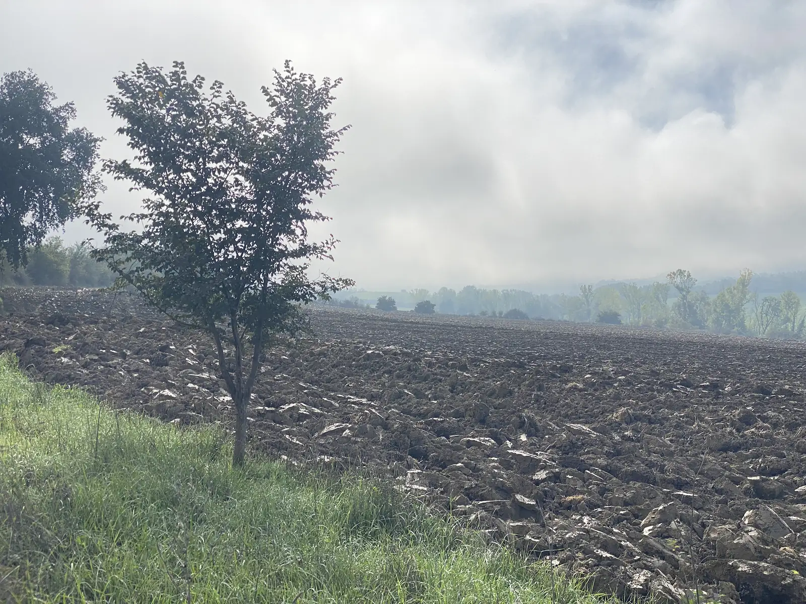 A young tree beside a freshly ploughed field of dark earth, with hazy hills and trees in the distance.