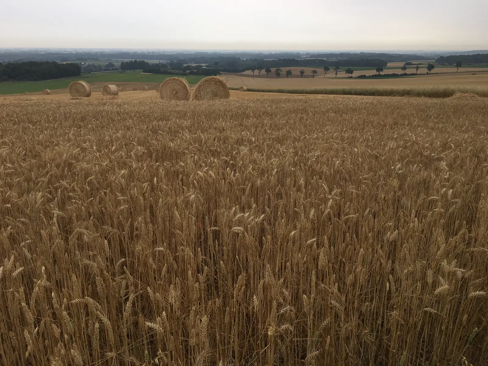 A ripe wheat field stretches towards round straw bales and low wooded hills under an overcast sky.