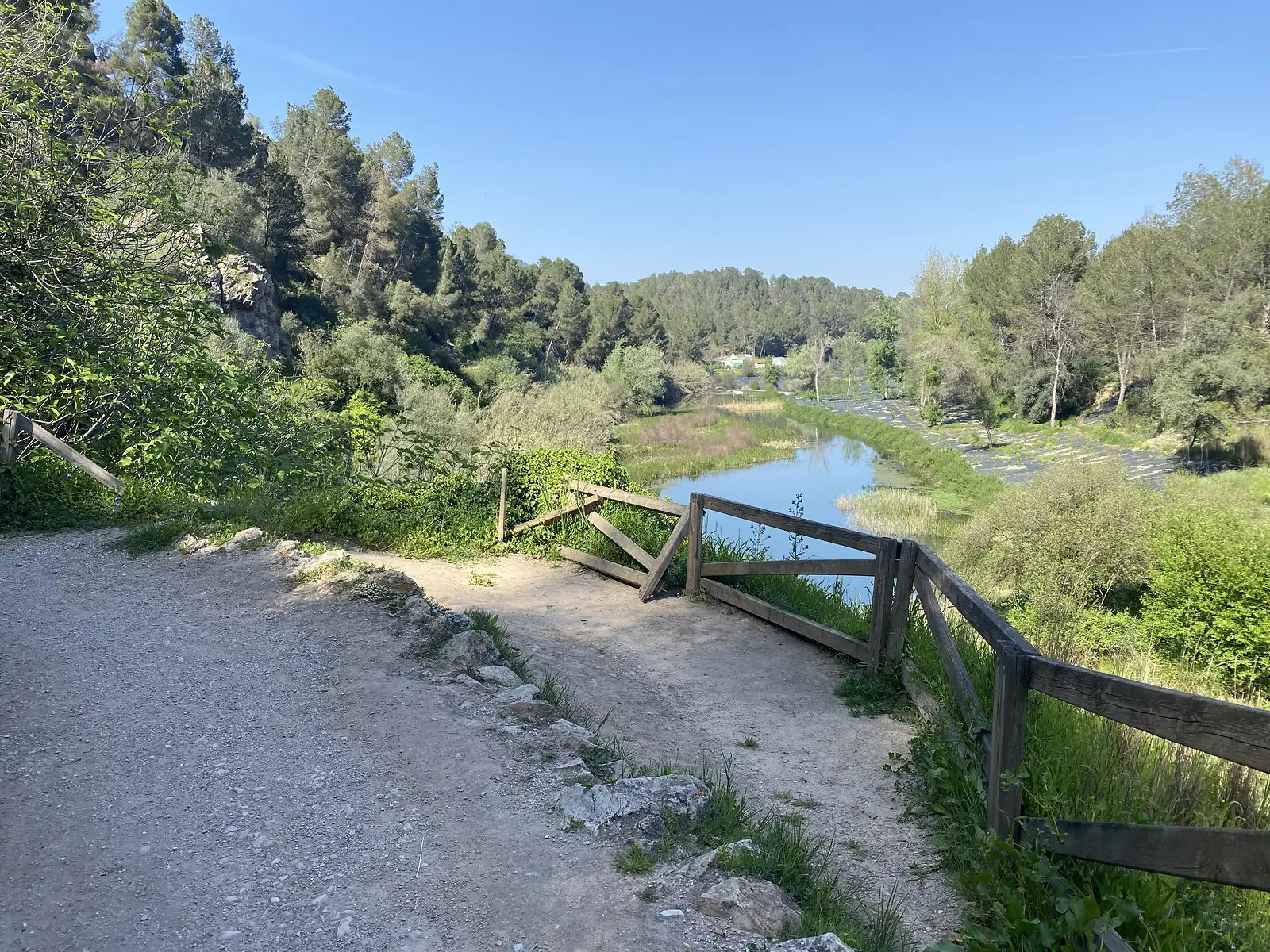 A wooden fence at a bend in a gravel track above a still river reach, with pine woods and plastic-covered terraces beyond.