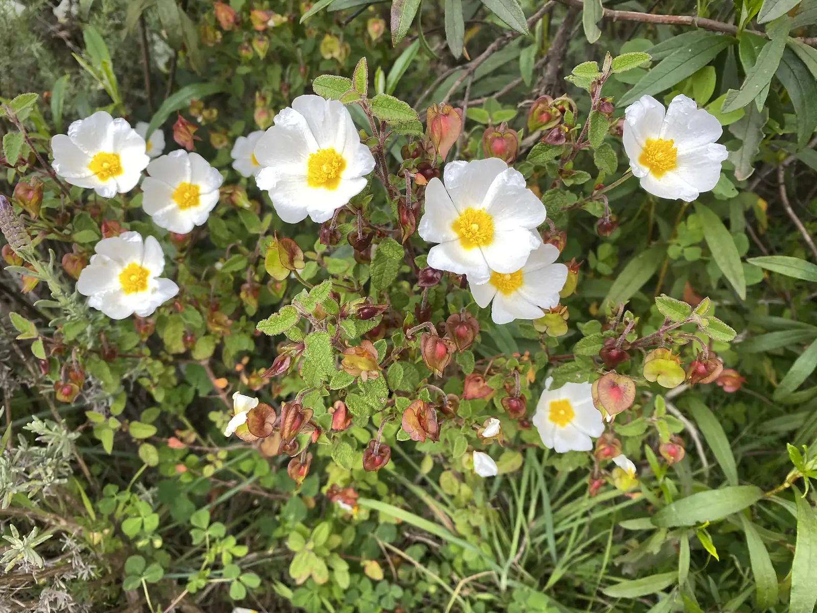 Sprawling cistus bush in flower, its papery white blooms with yellow centres set among red-brown seed capsules and sticky green leaves.
