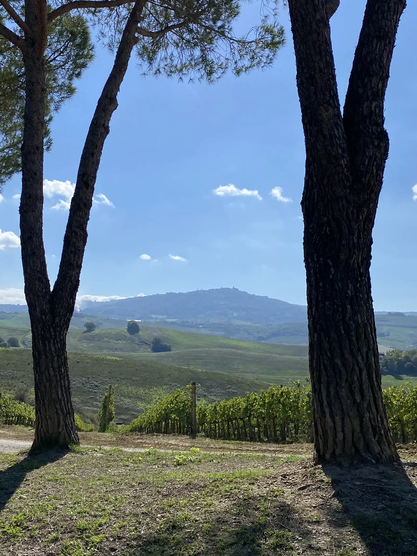 A view through pine tree trunks over vineyard rows and rolling hills under a blue sky with scattered cloud.