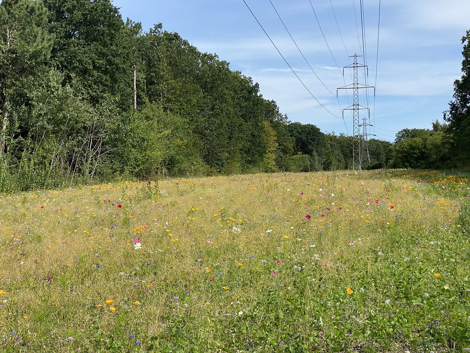 A wildflower meadow of pink and yellow blooms beneath electricity pylons at the edge of woodland.