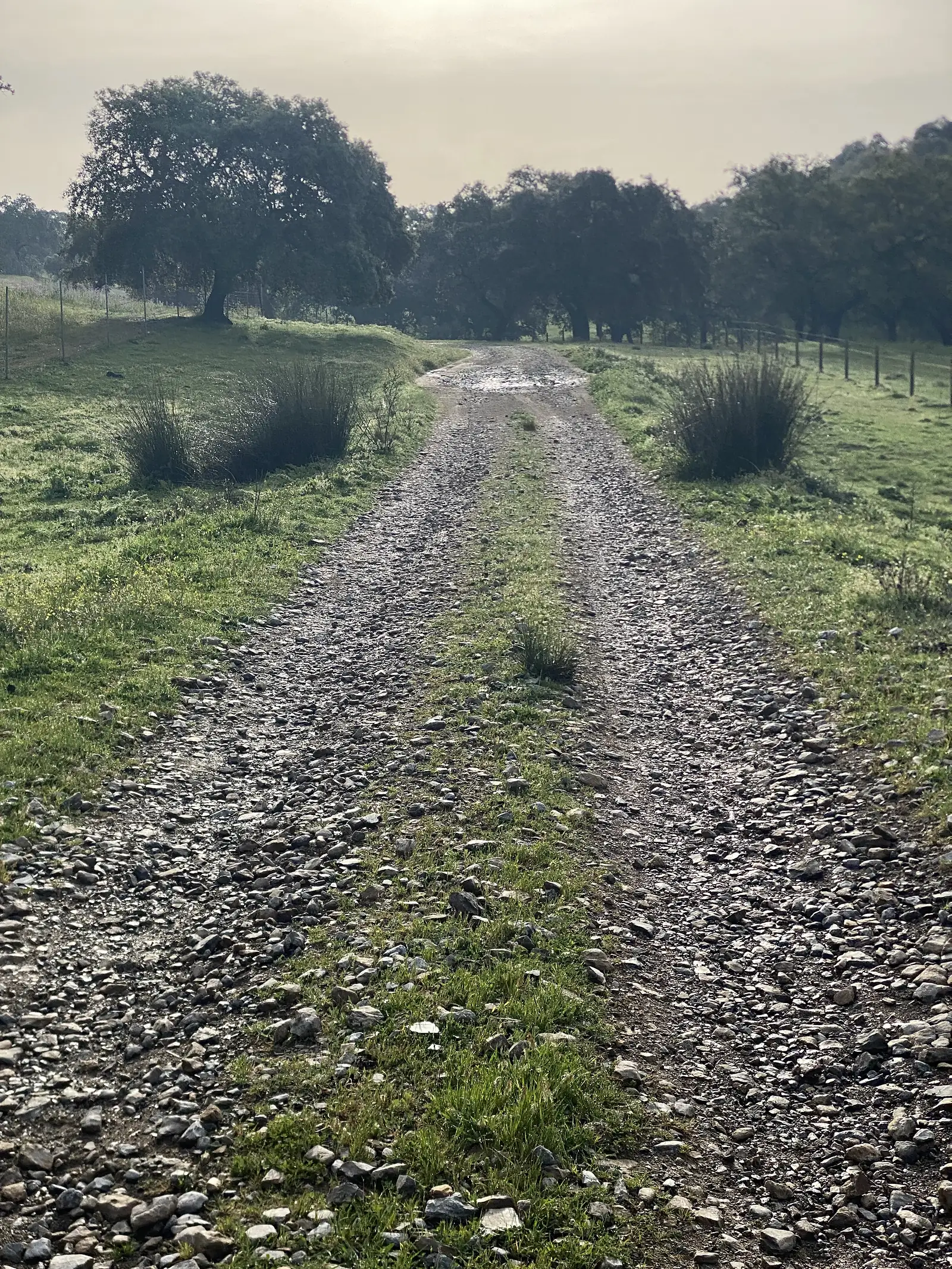 A stony double track running between grassy banks into low morning sun, with fenced oak pasture either side.