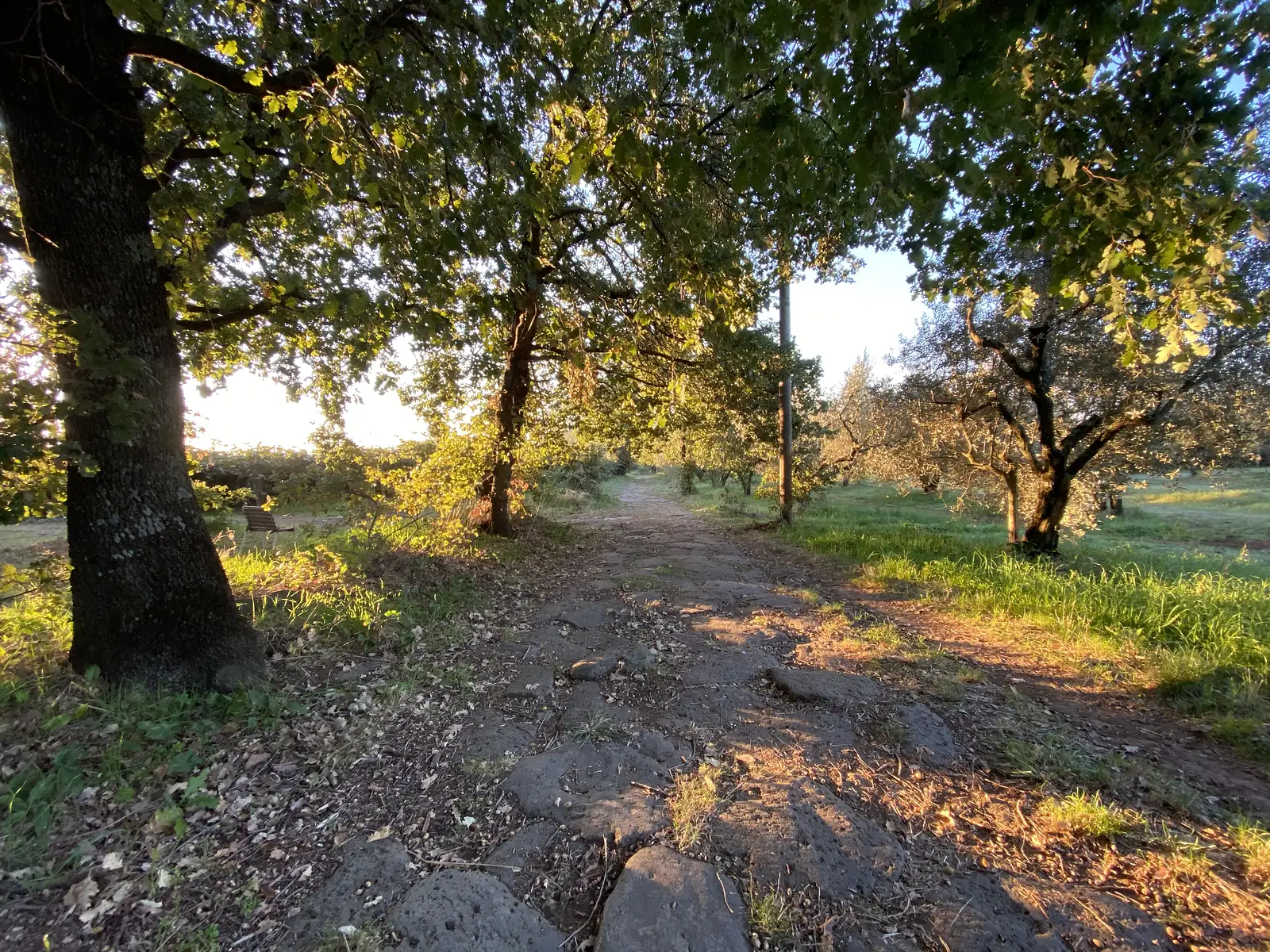 A worn stone track leading through an avenue of oak trees into an olive grove, evening sunlight slanting across the path.