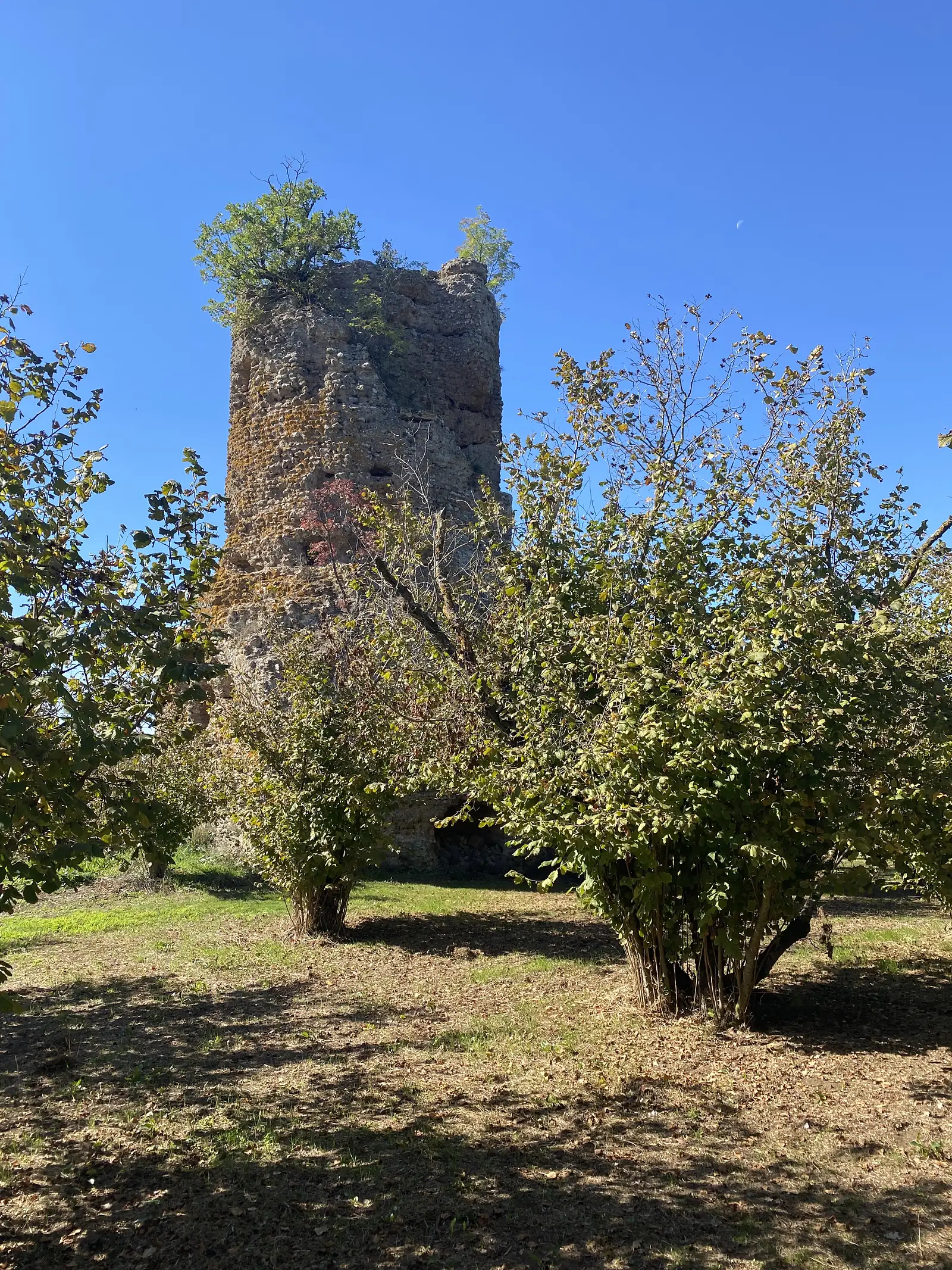 A tall crumbling stone ruin, perhaps an old tower or pier, rising among trees at the edge of a hazelnut orchard under a clear sky with a faint daytime moon.