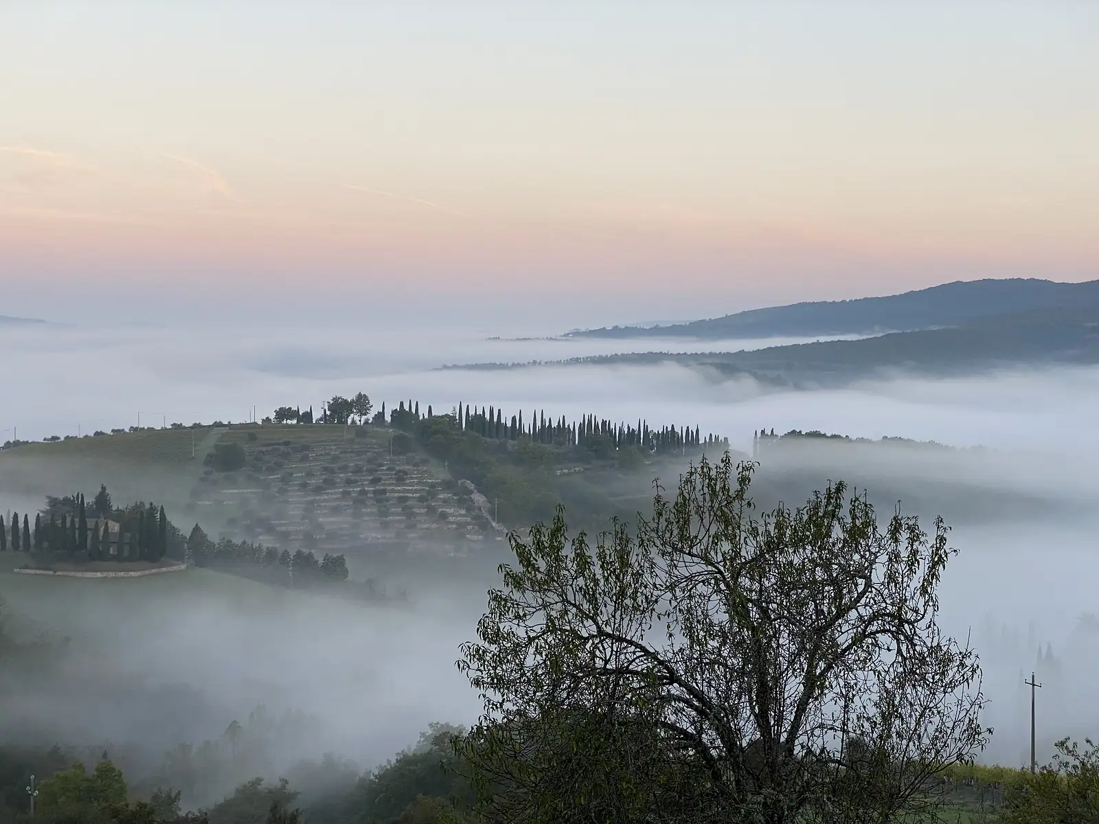Terraced olive groves and a cypress avenue rising above a sea of valley fog at dawn, hills fading into a pink horizon.