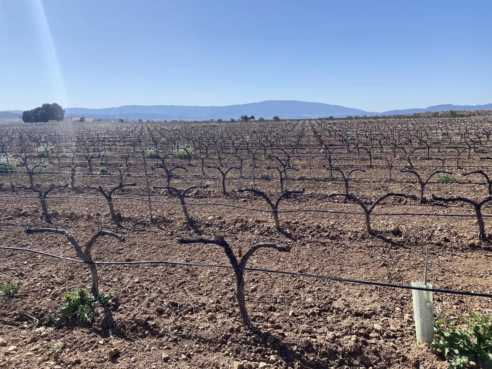 Rows of bare, newly pruned vines on red earth strung with drip lines, running away to a low blue mountain ridge.