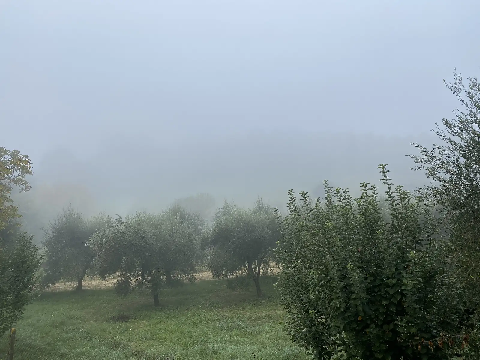 Rows of olive trees standing in a grassy field, fading into thick morning fog.