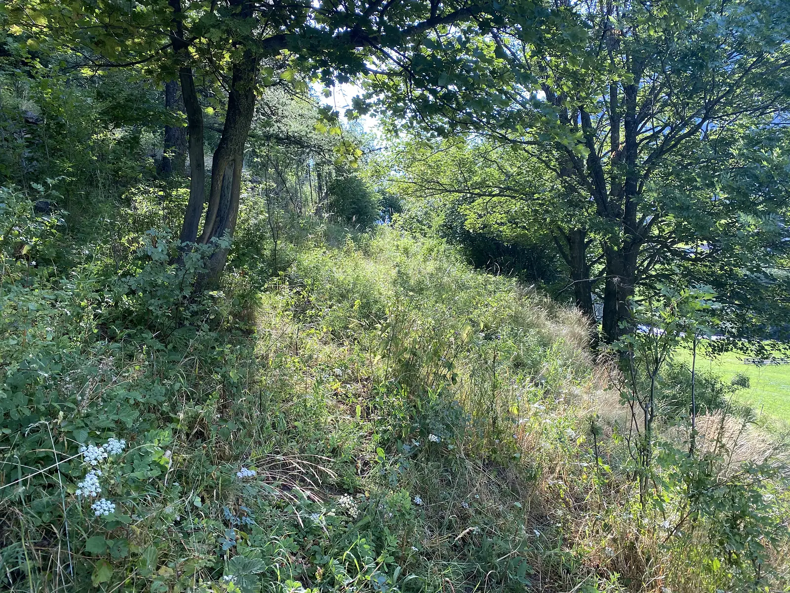 A grassy path pushes through dense trailside undergrowth and trees, dappled with sunlight.