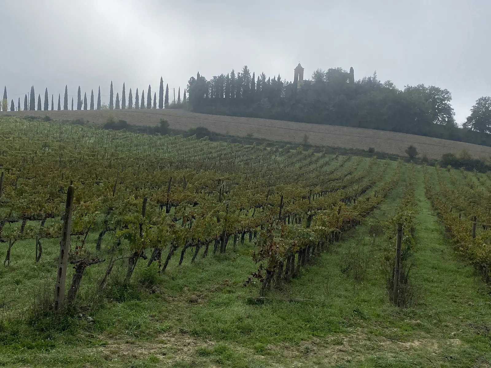 Vineyard rows climbing a misty hillside towards a line of cypress trees and a church bell tower.