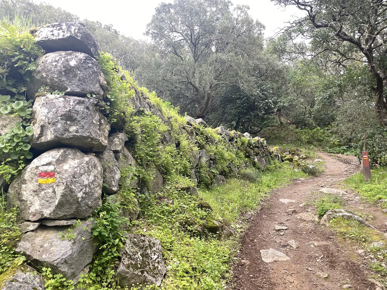 Moss-and-fern-covered dry-stone wall running beside a stony woodland track, a red-and-yellow painted waymark stripe on one of the boulders and cork oaks arching overhead.