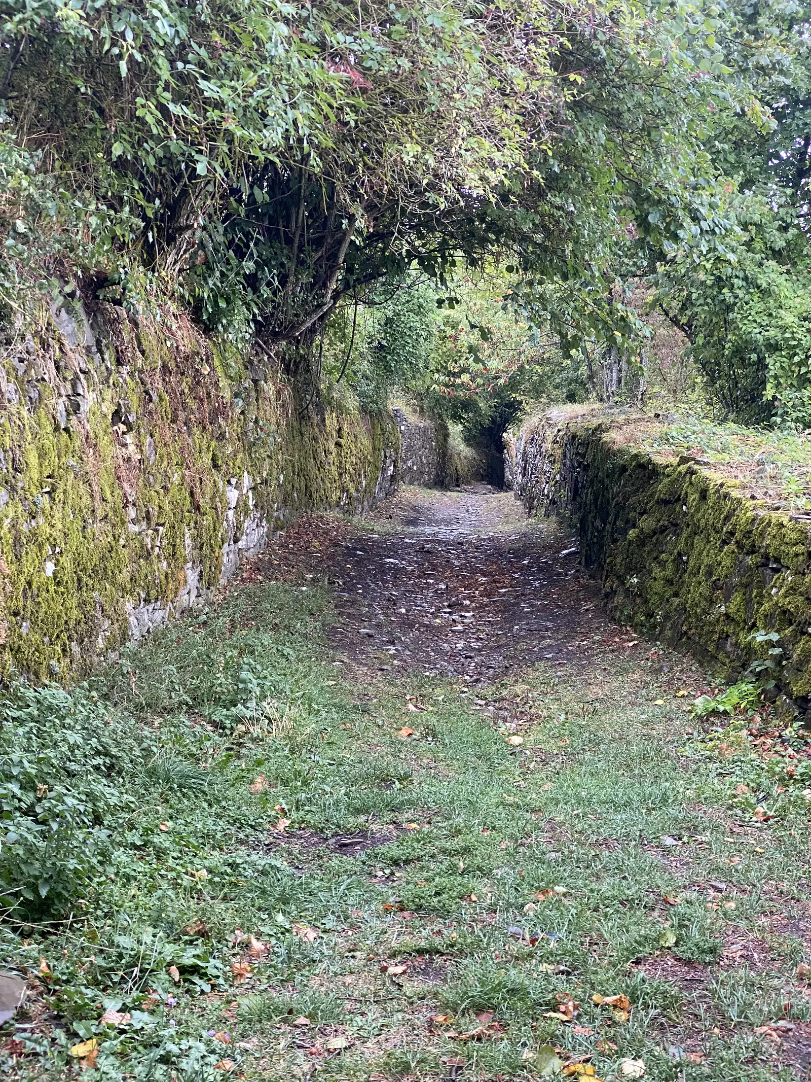 A narrow moss-covered passage runs beneath an overhanging stone wall, hemmed in by dense hedgerow on either side.