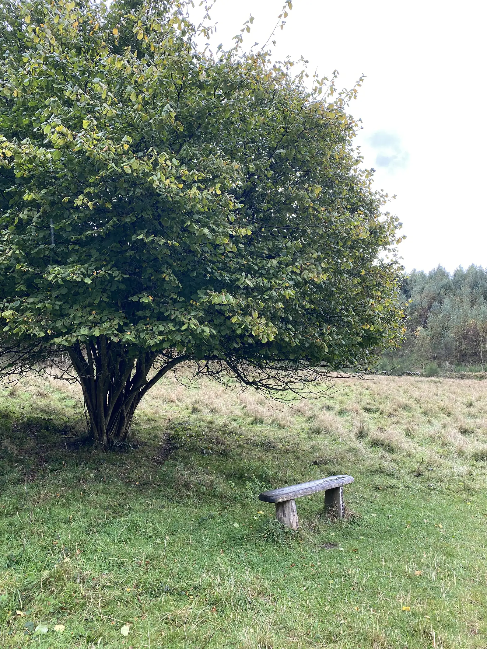 A wooden bench standing under a broad multi-stemmed hazel in rough meadow at the edge of woodland.
