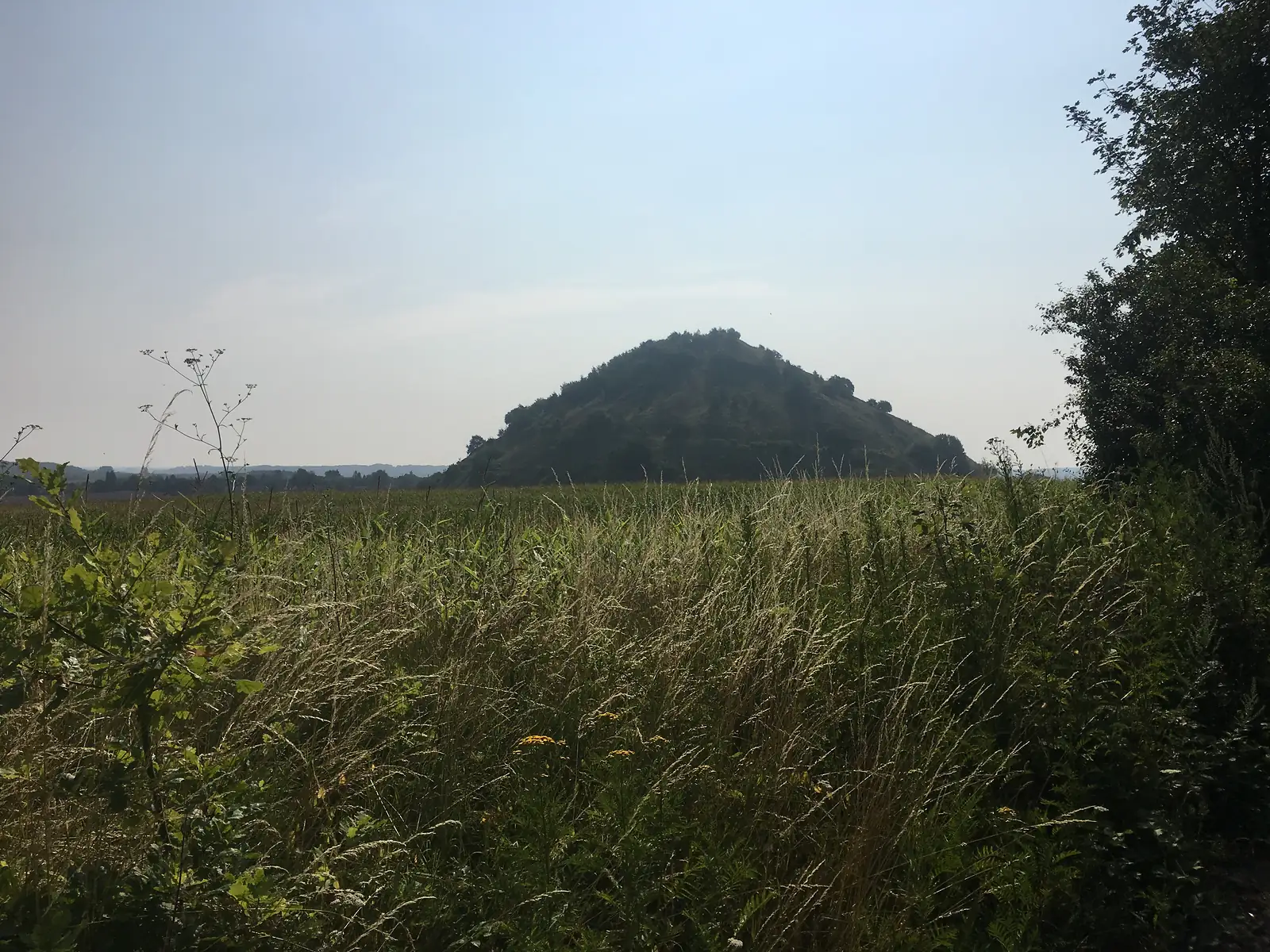 A wooded slag heap from the former coalfield rising above a hazy field of tall grass and crops near the Via Francigena route.