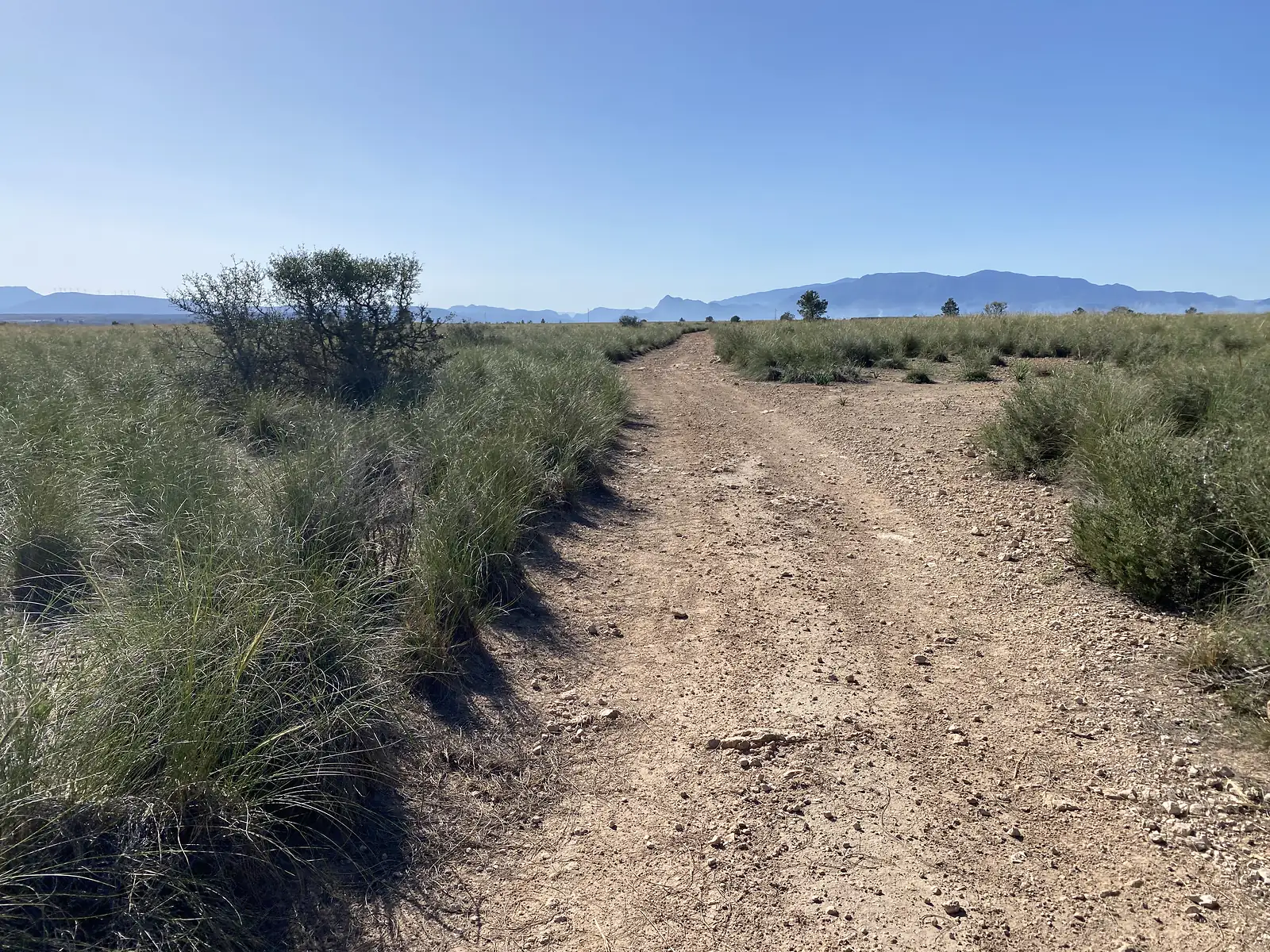 A stony double track running through tussocks of esparto grass towards distant blue mountains.