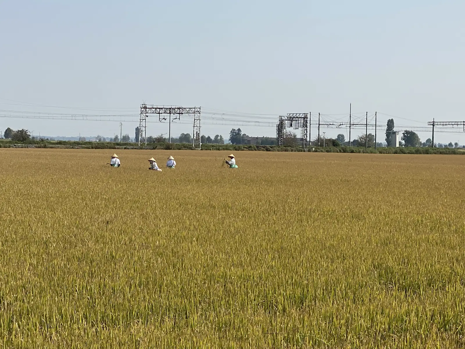 Four workers in wide conical hats stoop among golden rice plants, with railway overhead-line gantries visible on the horizon.