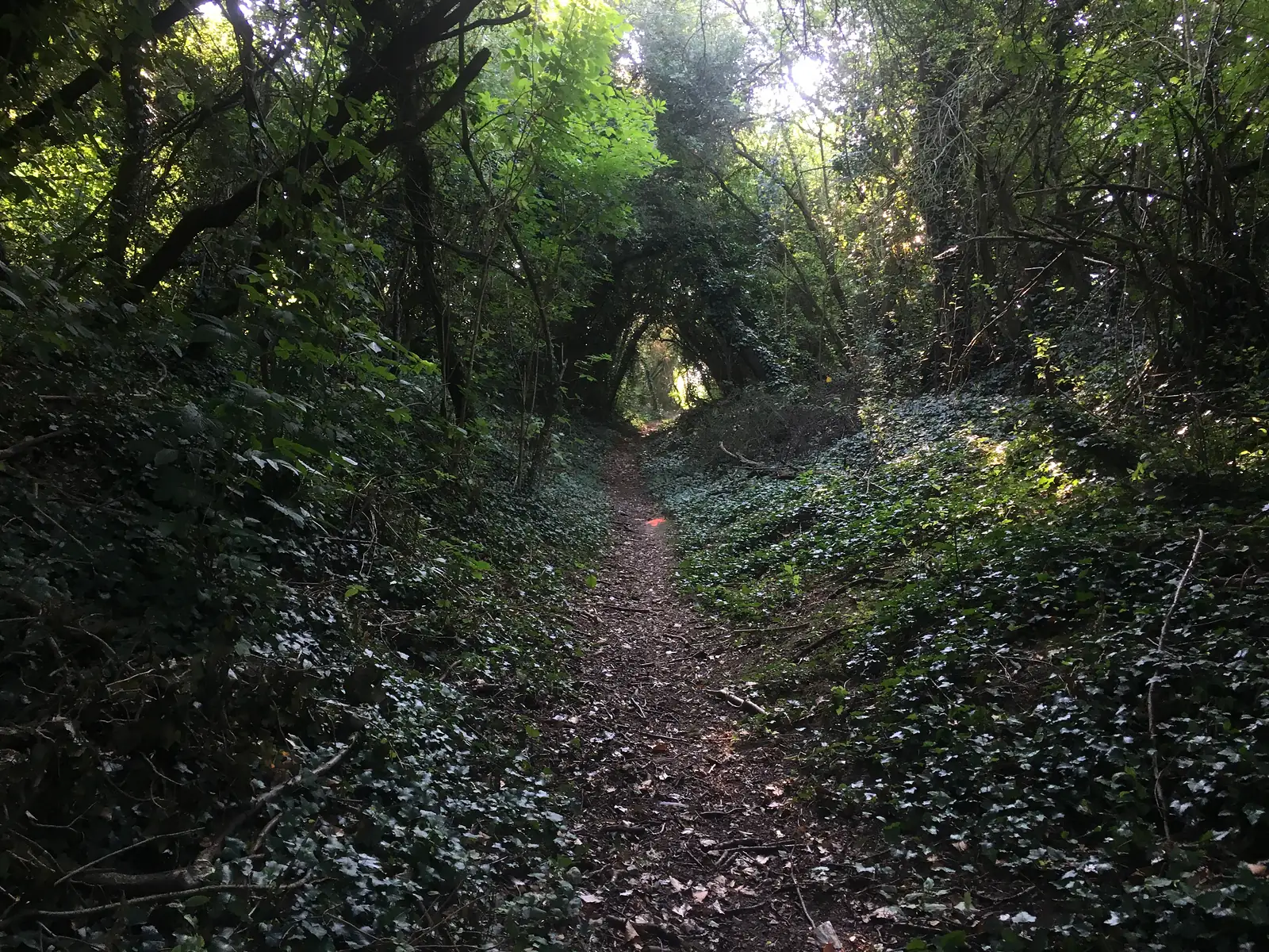 A narrow sunken path hemmed in by ivy-covered banks, arching trees forming a tunnel overhead with a splash of orange trail marker on the ground.