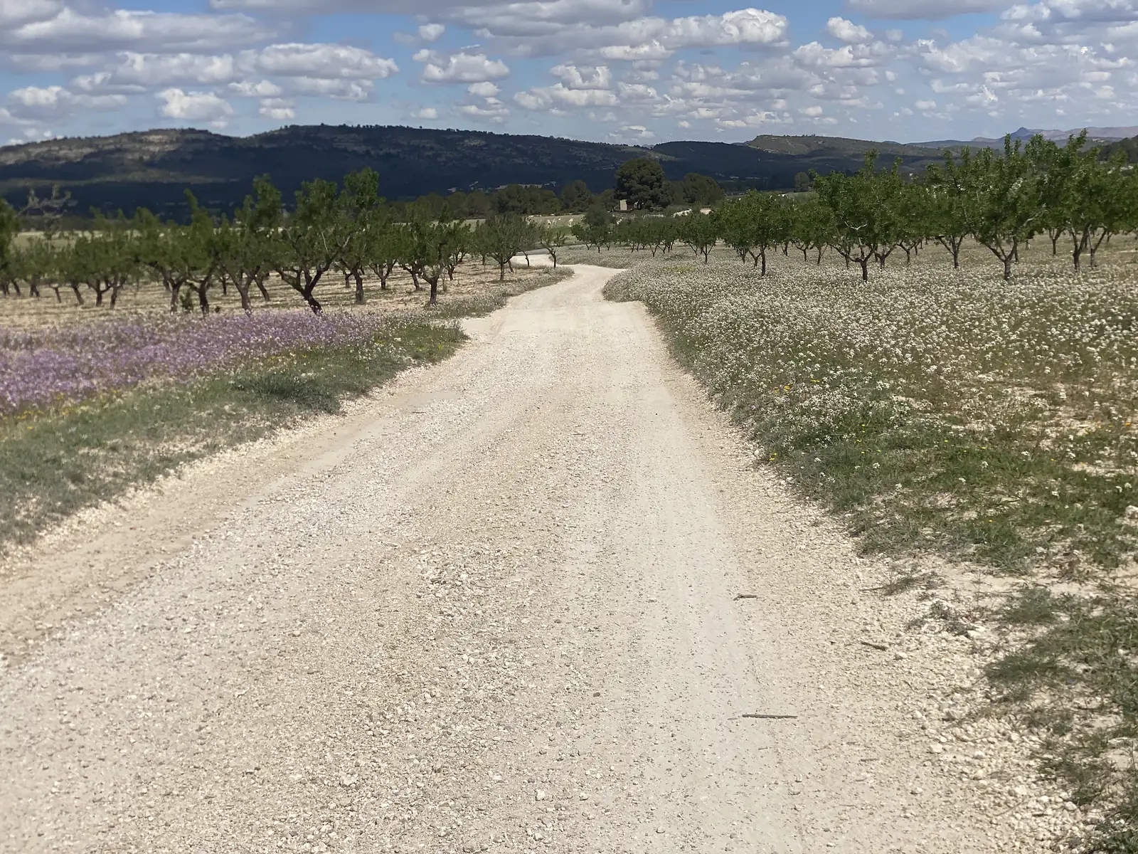 A pale gravel track running between almond orchards with verges of purple and white wildflowers, towards a low wooded ridge.