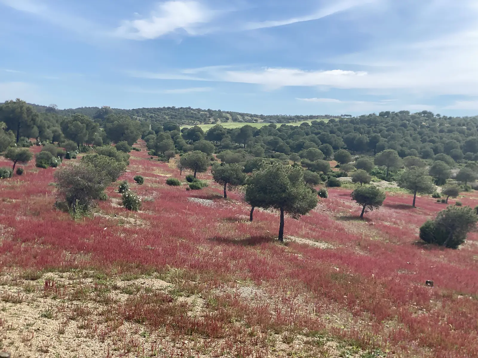 Scattered umbrella pines and low oaks across rolling ground carpeted in crimson sorrel, with wooded hills on the skyline.