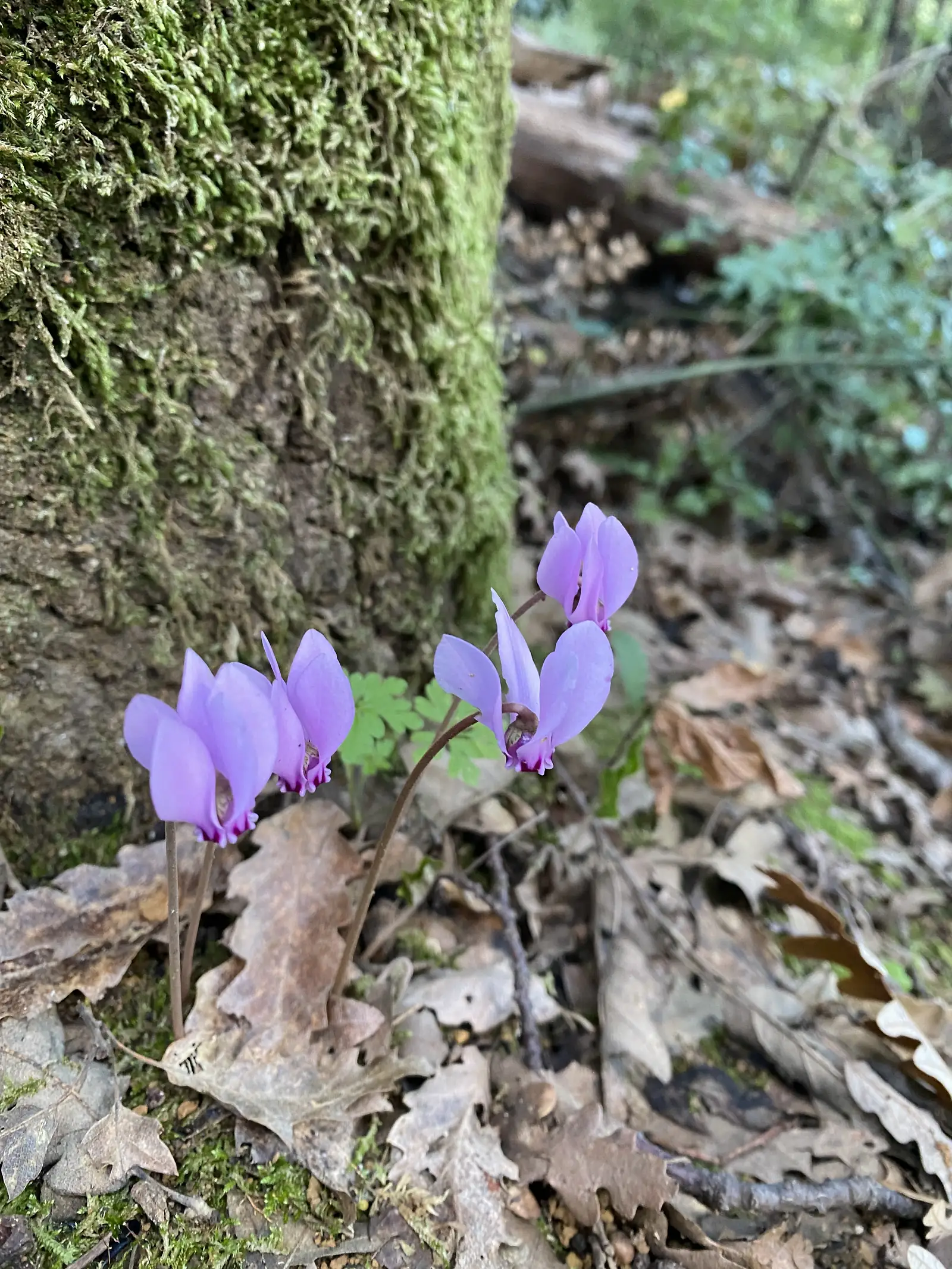 Wild cyclamen flowers with swept-back pink petals growing from a mossy bank amid fallen autumn leaves.
