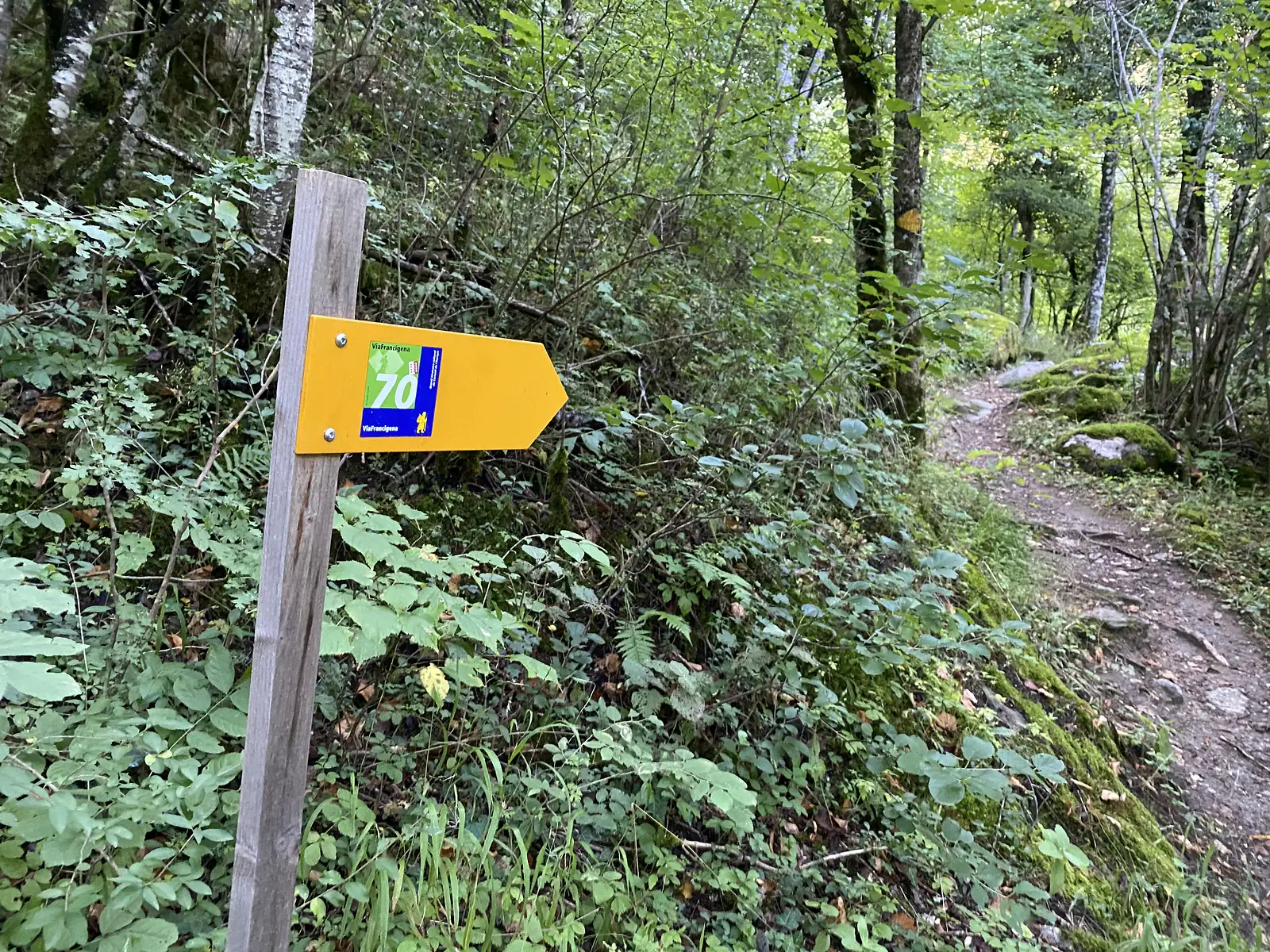 A yellow Via Francigena waymarker numbered 70 fixed to a wooden post beside a narrow woodland footpath.
