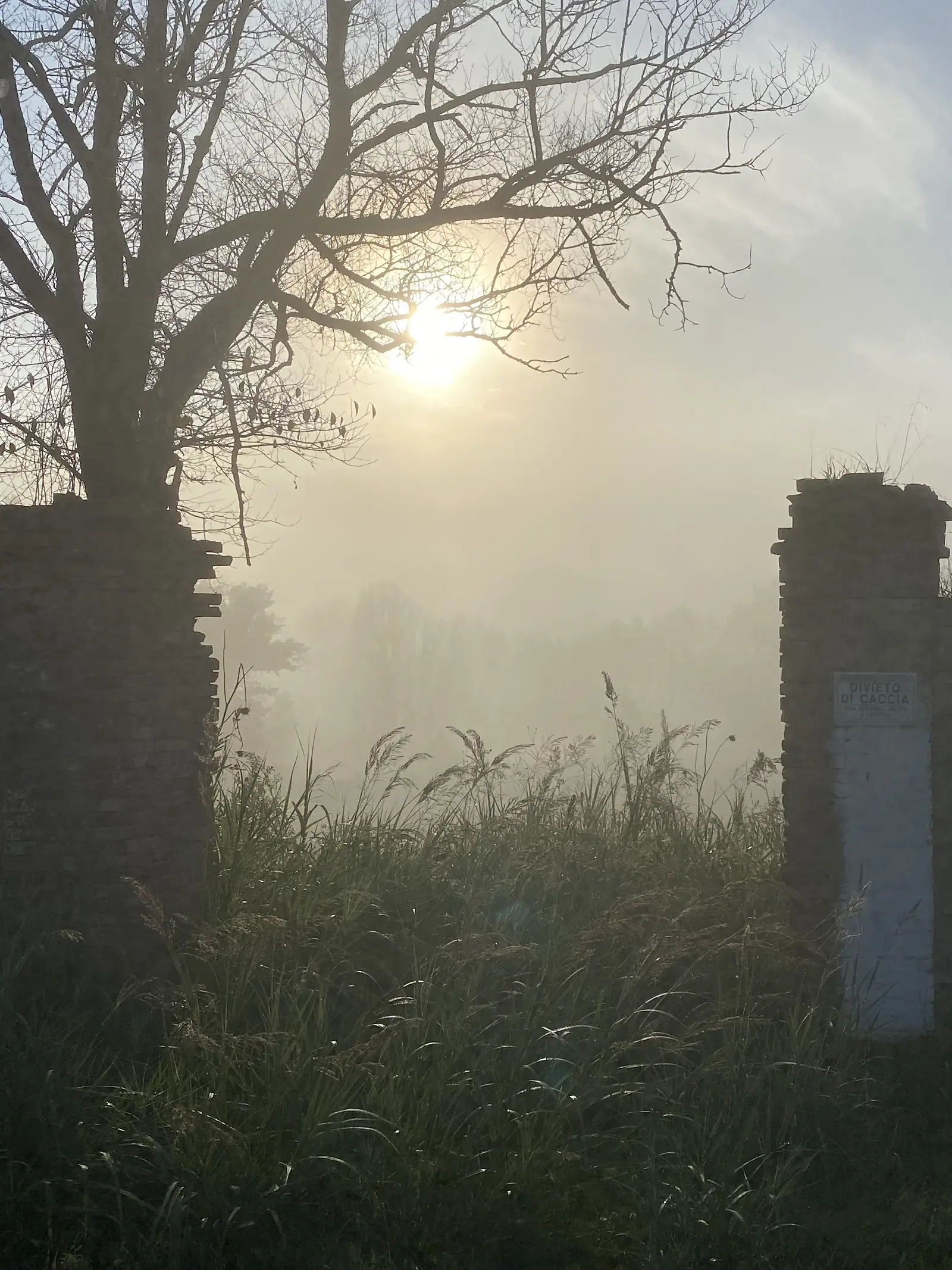 A bare tree silhouetted against a hazy morning sun beside brick gateposts, one bearing a Divieto di Caccia (no hunting) sign, with tall grass and mist beyond.