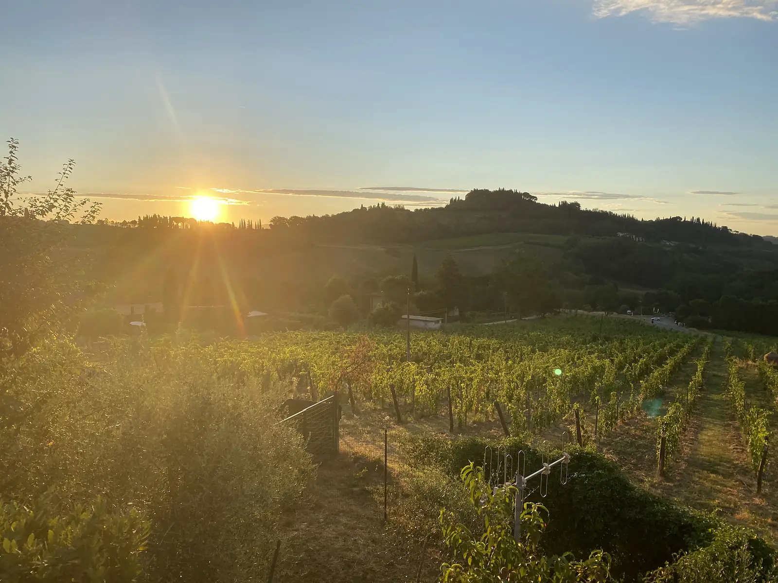 The sun sets over rows of a vineyard, casting long light across the leaves with a cypress-topped hill silhouetted in the distance.
