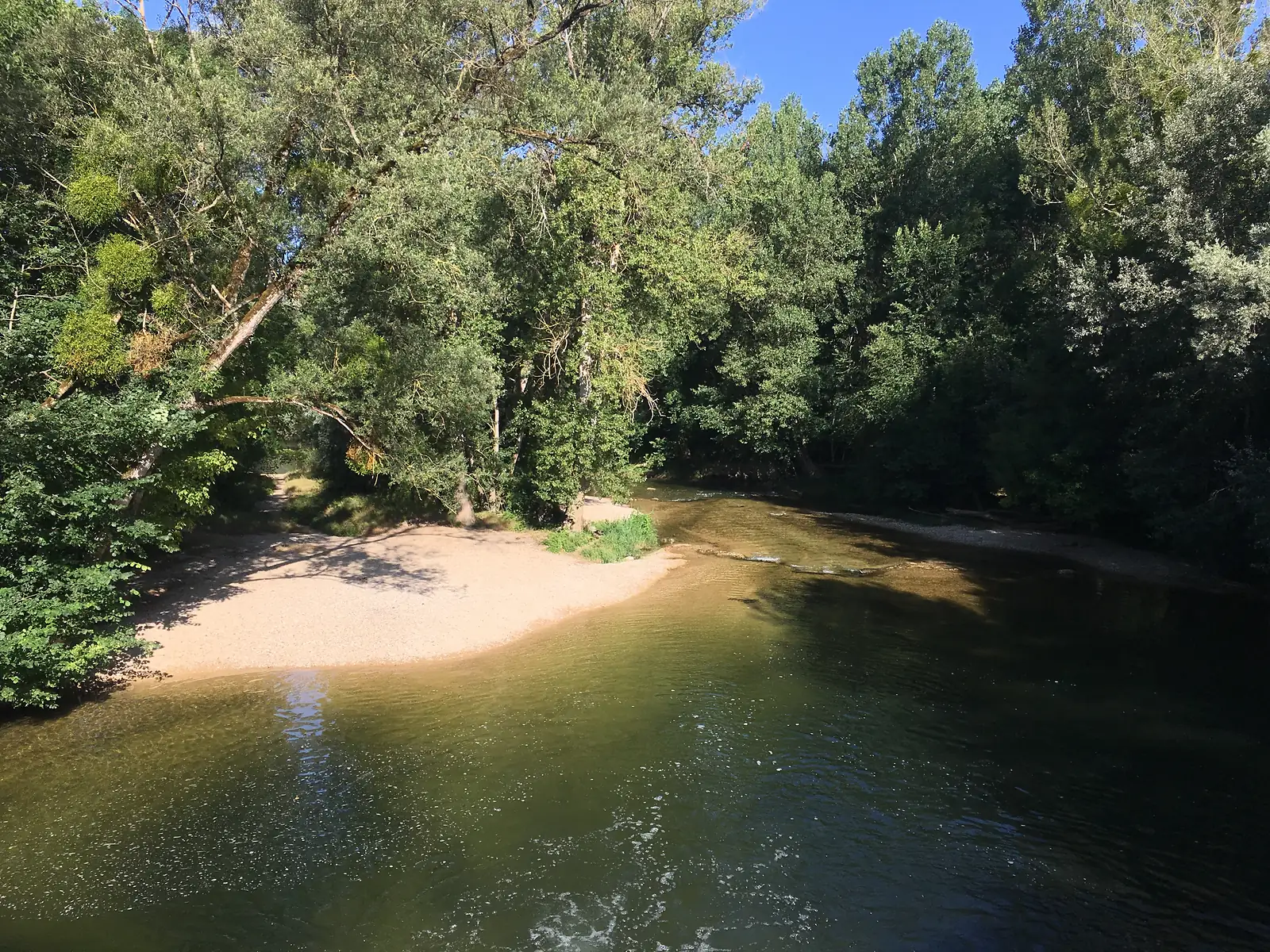 A shallow river bend with a pale gravel beach, overhung by dense willow and poplar trees under a clear blue sky.