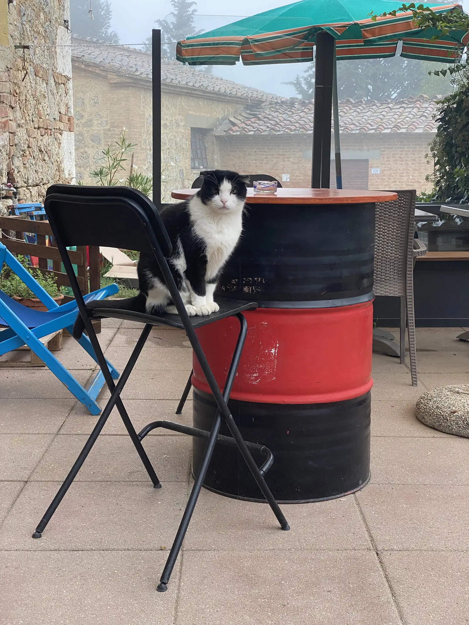 A black-and-white cat perched on a café chair beside stacked plastic barrels, with a misty hilltop town visible beyond the terrace.