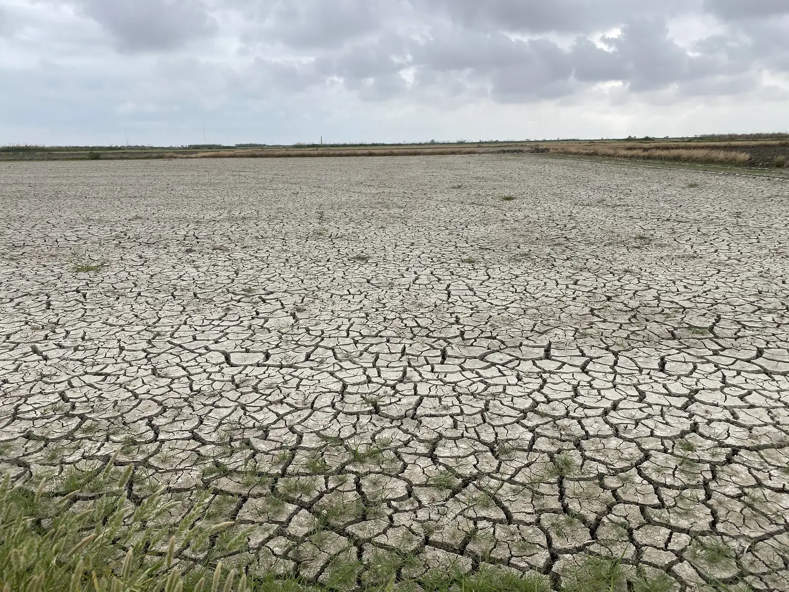 A drained rice paddy of cracked pale mud stretching to a reed-lined horizon under heavy cloud.