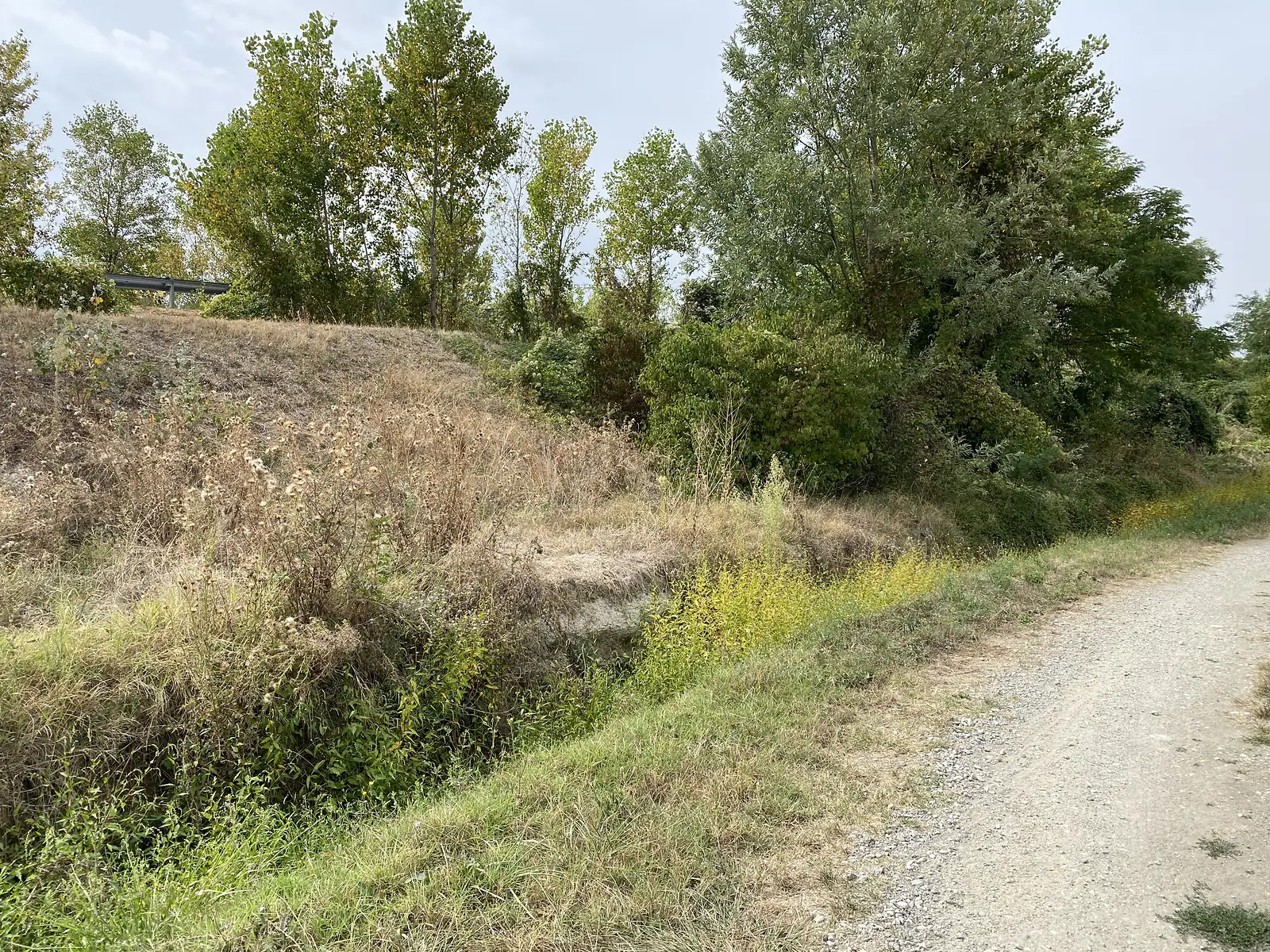 A stony dry riverbed path threading between clumps of yellow-flowering broom, with hazy hills on the horizon.