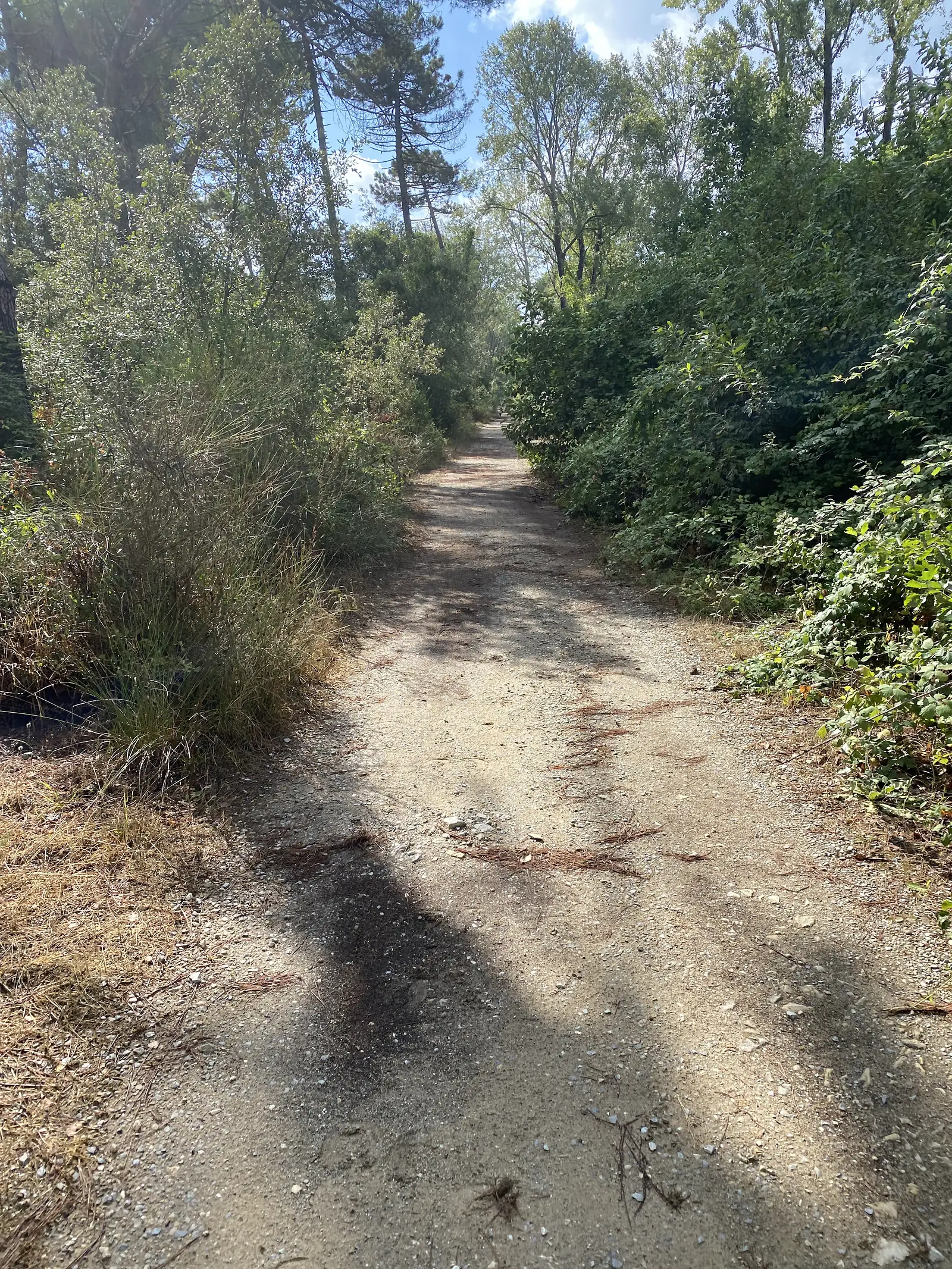 A gravel track running between dense woodland and scrub, dappled with tree shadow.
