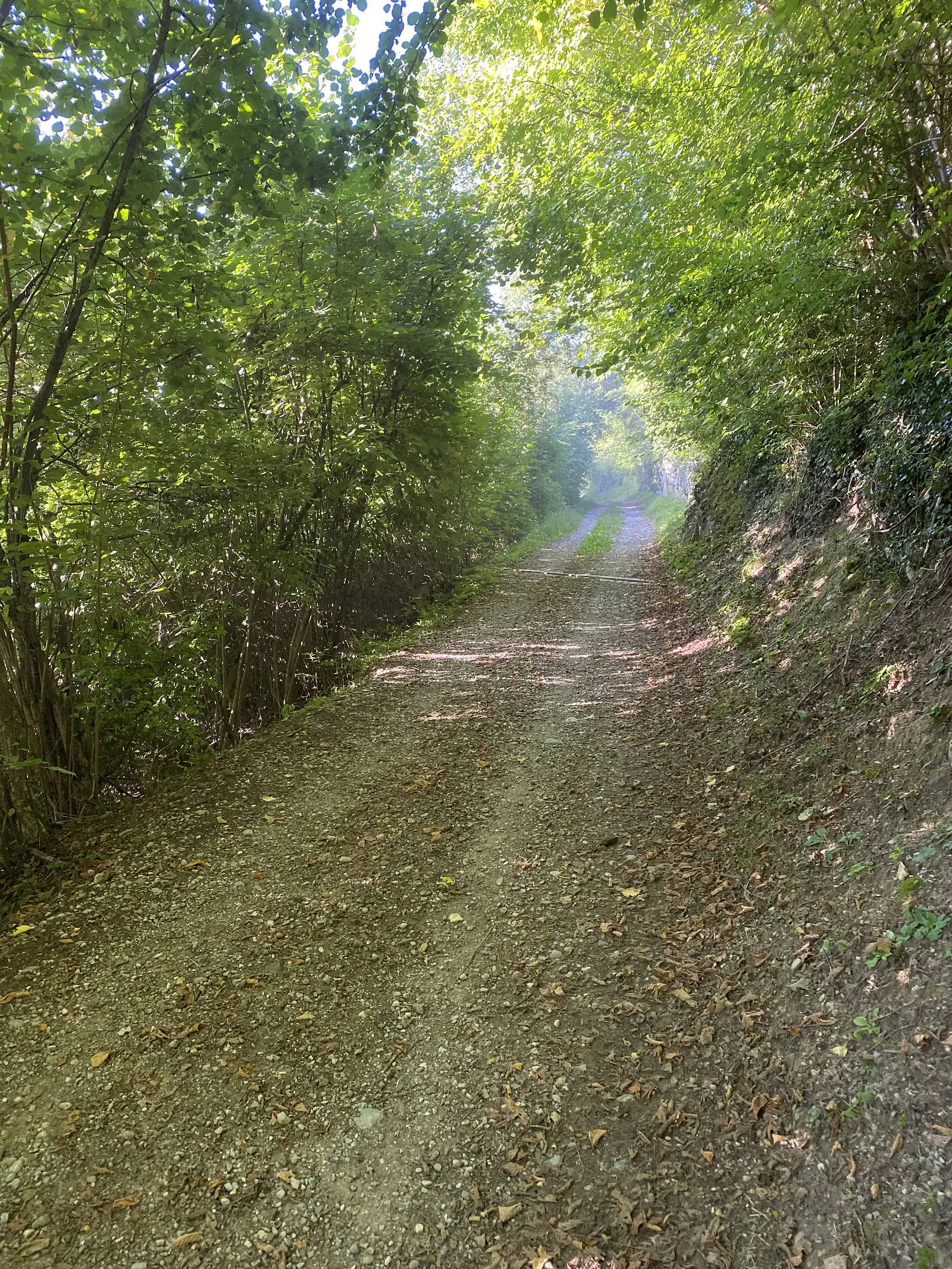 A gravel track climbs through a green tunnel of overhanging hazel and scrub, dappled with light.