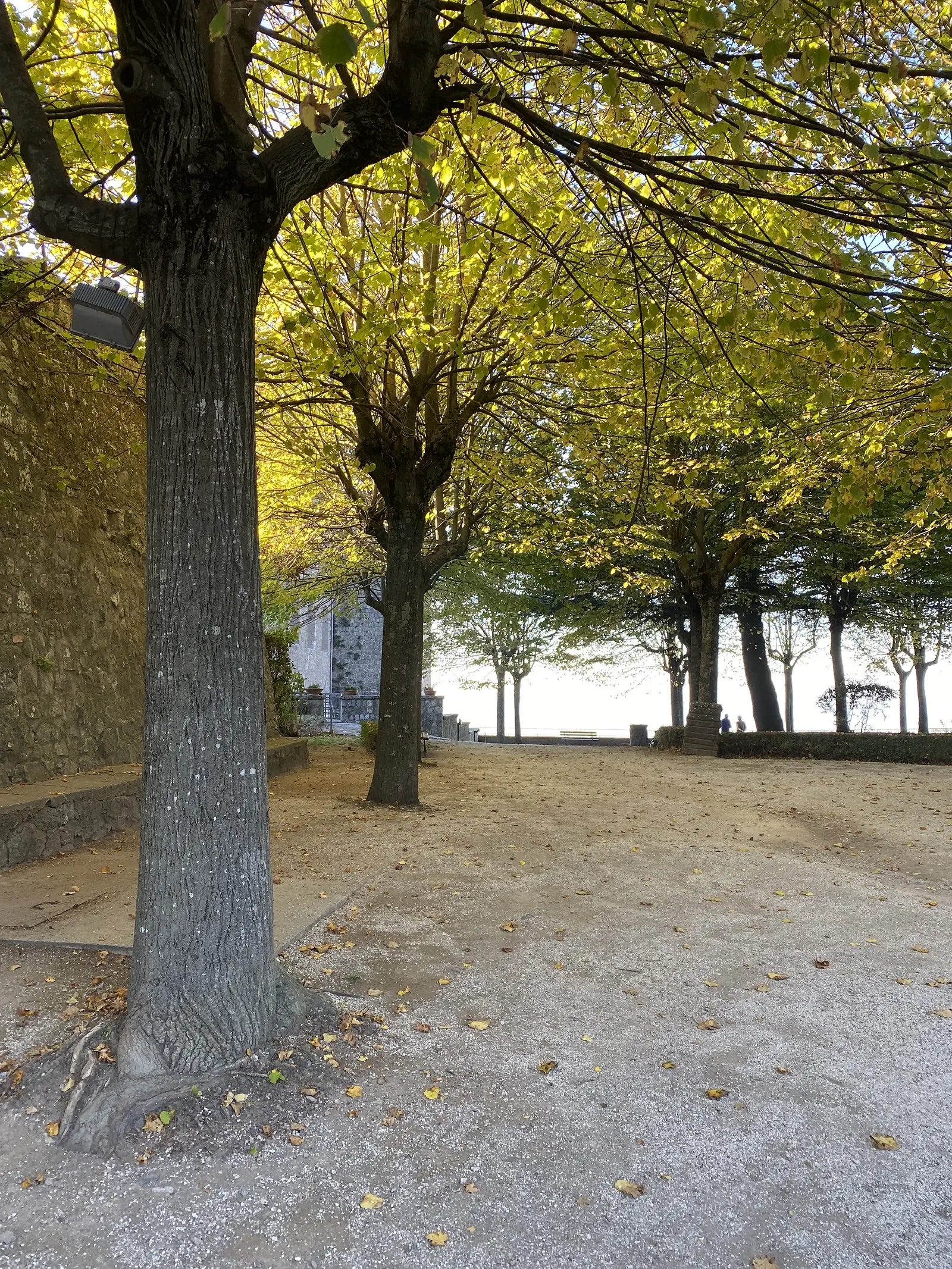 A row of pollarded plane trees with golden autumn leaves along a paved avenue, fallen leaves scattered across the stone flags, with a low stone wall behind.