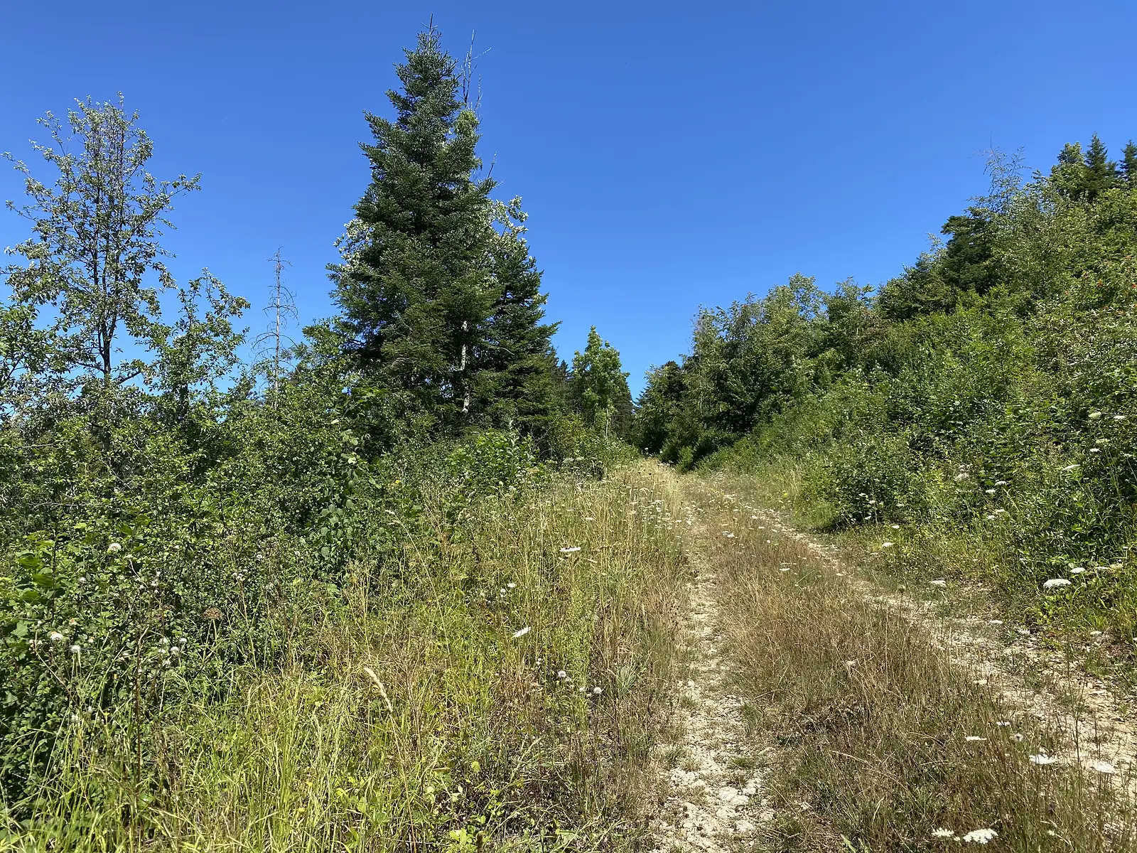 A grassy, wildflower-lined track climbs gently between conifers and scrub towards a gap in the treeline.