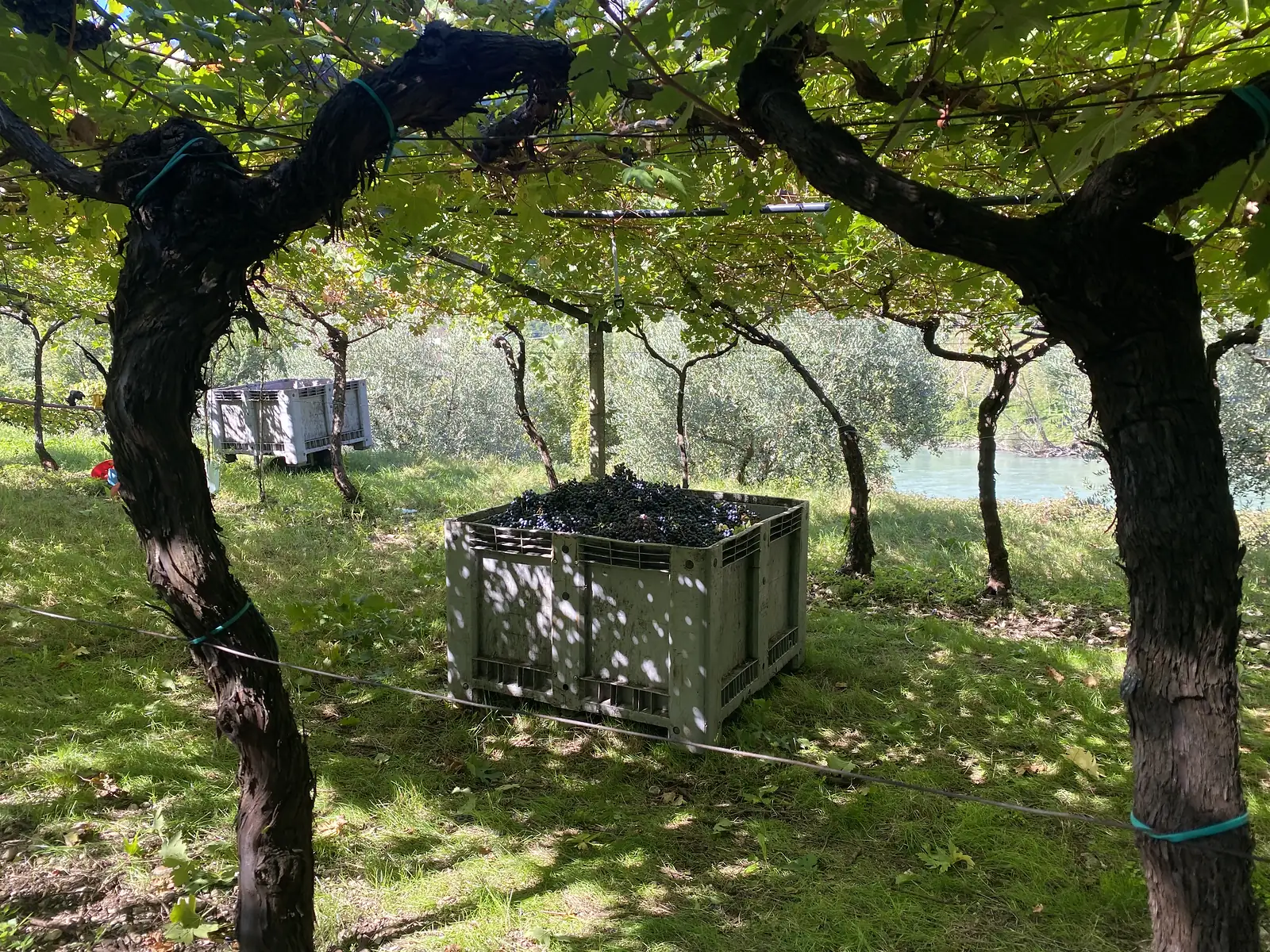 A large crate of freshly picked dark grapes stands under a pergola of gnarled old vines, with a green river beyond.