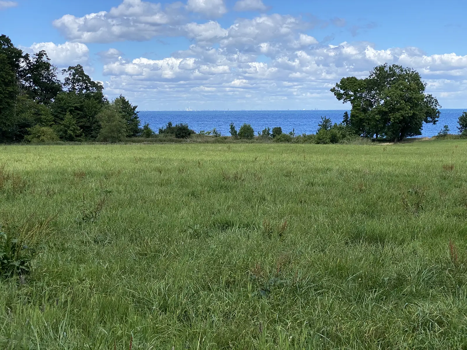 A wide rough green meadow running to a line of trees and a bright blue sea horizon.