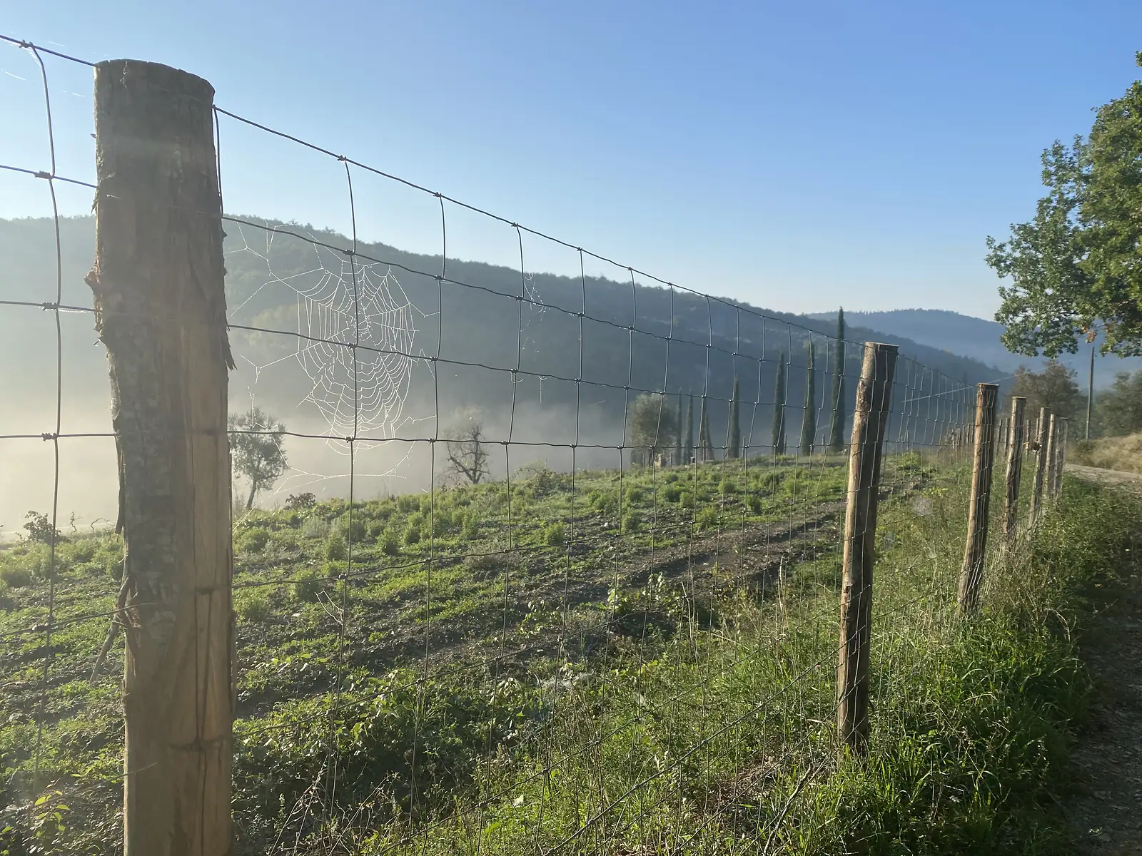 A dew-covered spider's web glistening on a wire stock fence, with misty hills and a line of cypress trees in the background.