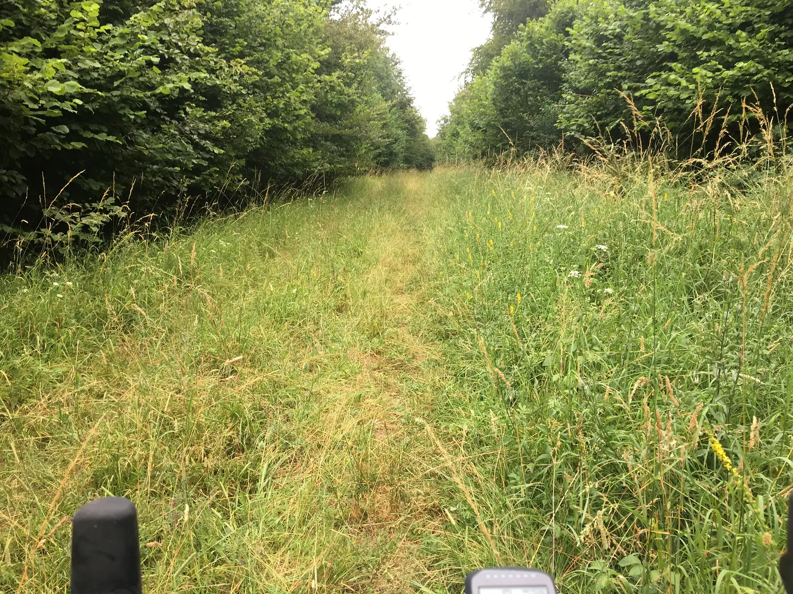 A narrow grass path mown through a tall, overgrown meadow, flanked by dense hedgerows, with a bike-mounted GPS unit visible at the bottom of the frame.