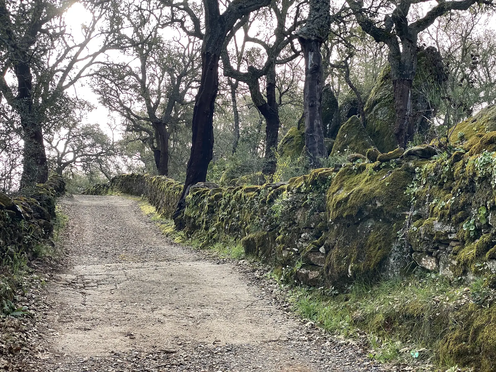 A gravel track curving through cork oak woodland beside a dry-stone wall thick with moss and pennywort.