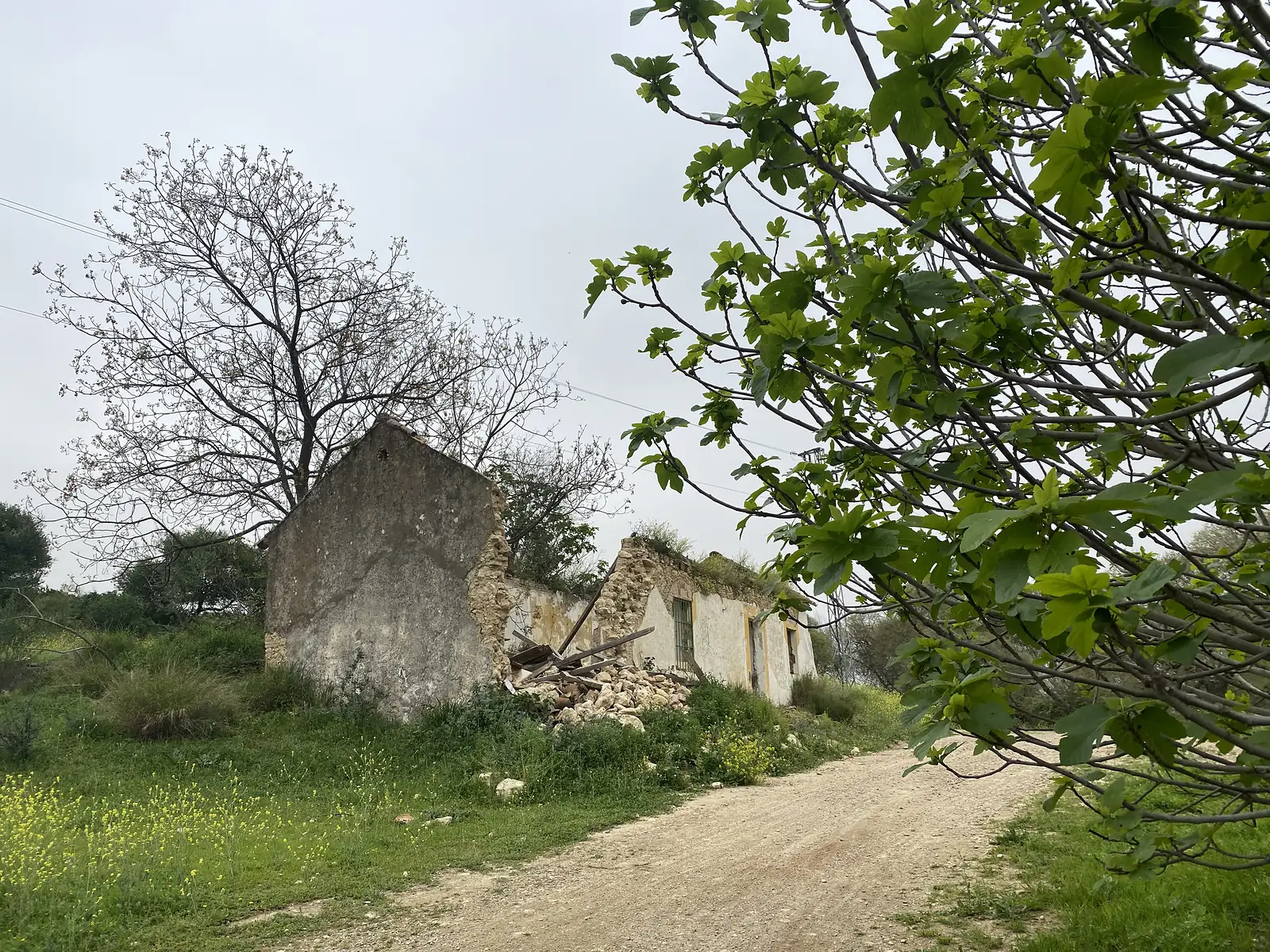 A roofless farmhouse with collapsed rubble walls standing beside a dirt track, a fig tree in new leaf overhanging the foreground.