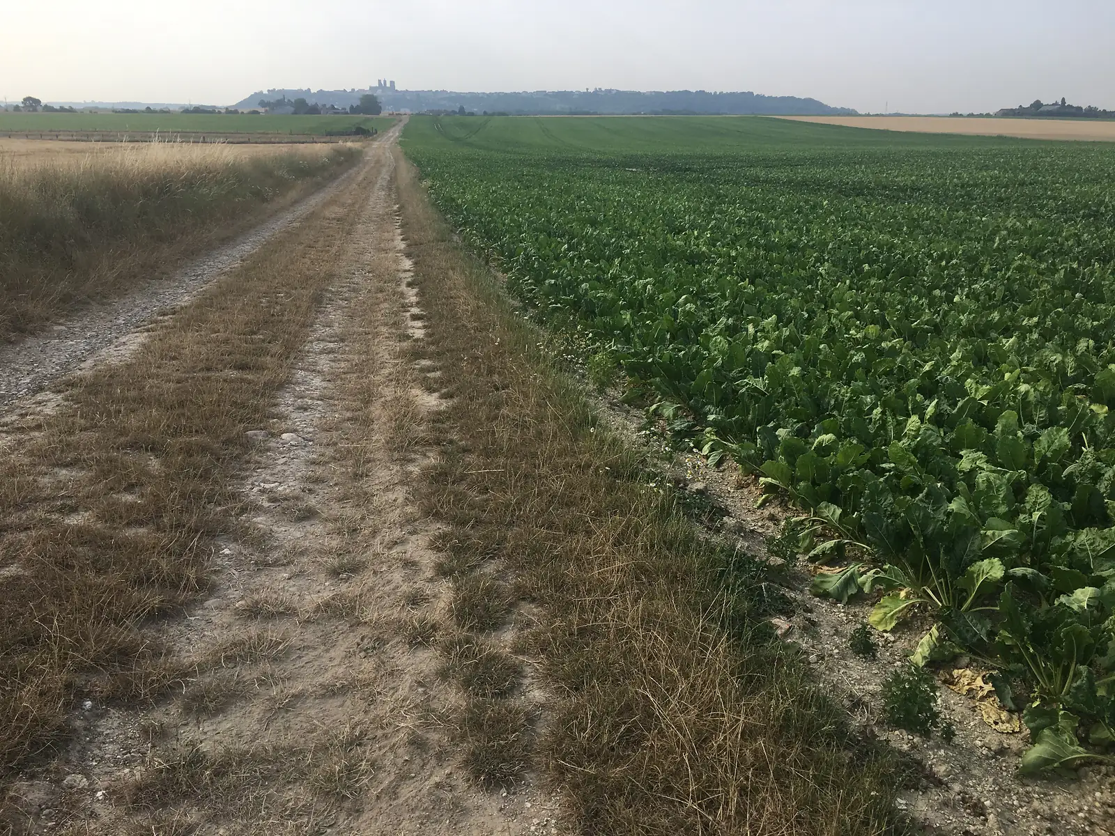 A gravel track skirts a sugar beet field, with the spires and rooftops of a hilltop town visible ahead through the haze.