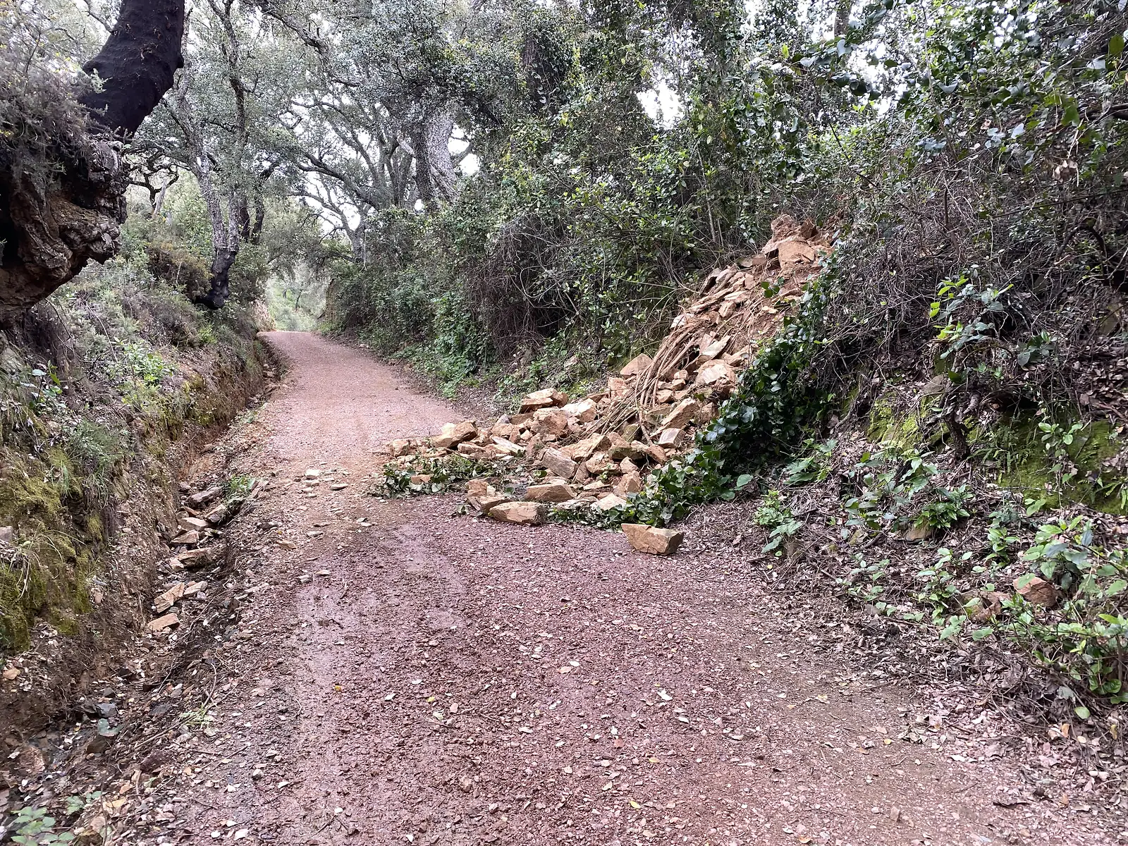 A pile of freshly fallen pale rock spilling from the cut bank across one side of a gravel forest track.